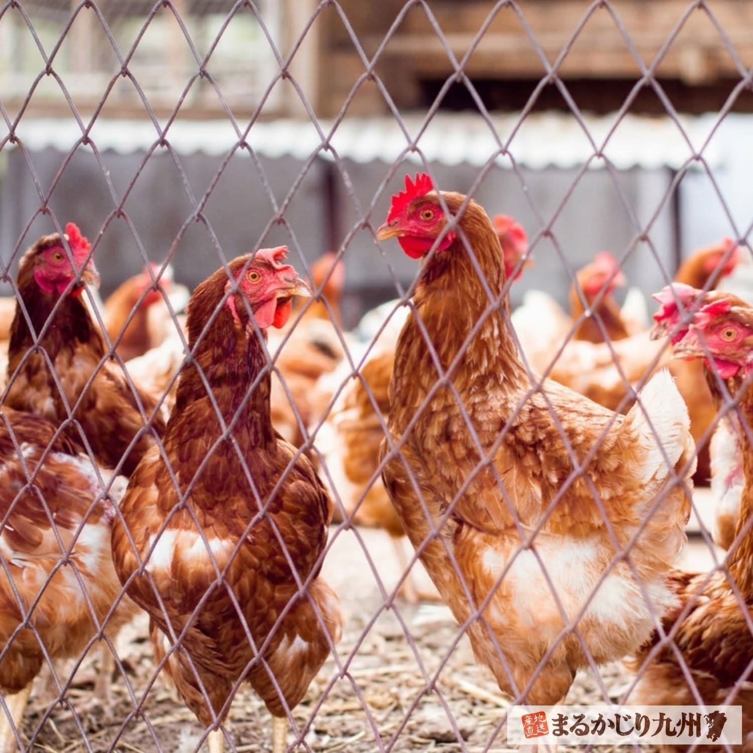 炭火焼きに使用する国産赤鶏モモ肉