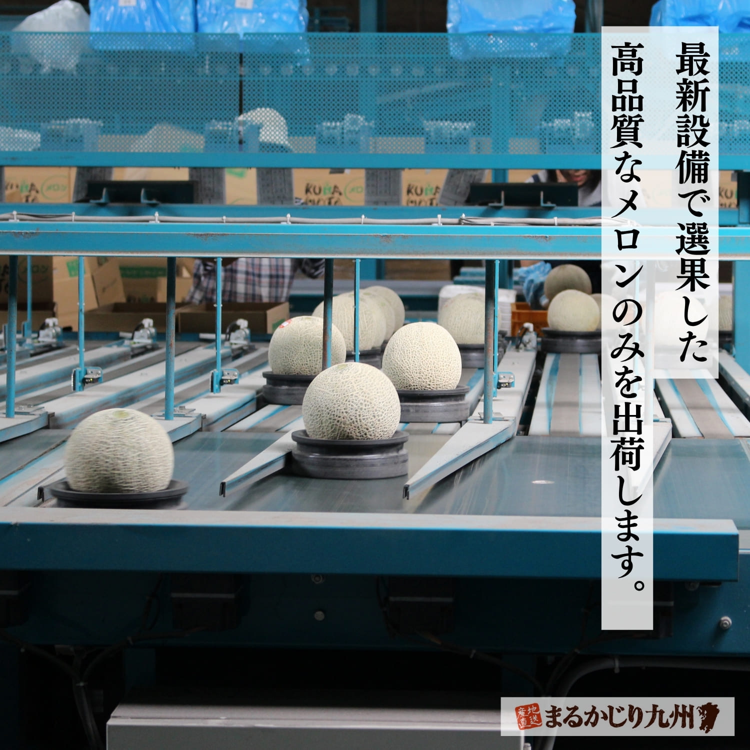 選果場で一定の基準に達した品質が良いメロンだけをお届けします。