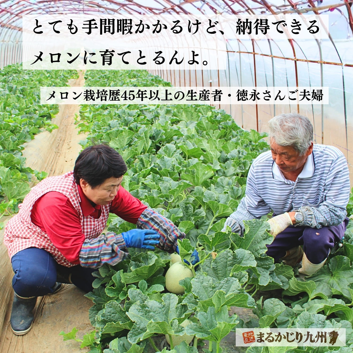 ベテランのメロン栽培農家・徳永さんご夫婦