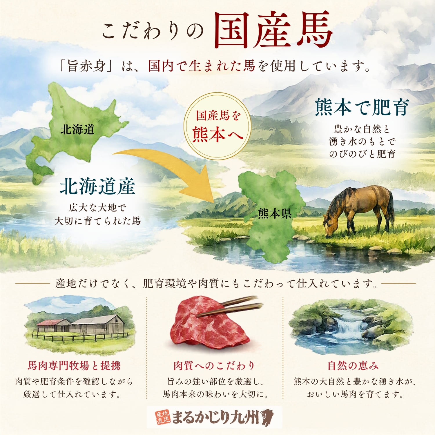 北海道で生まれ熊本で肥育された国産馬を使用した馬刺し「旨赤身」のこだわりを紹介するインフォグラフィック