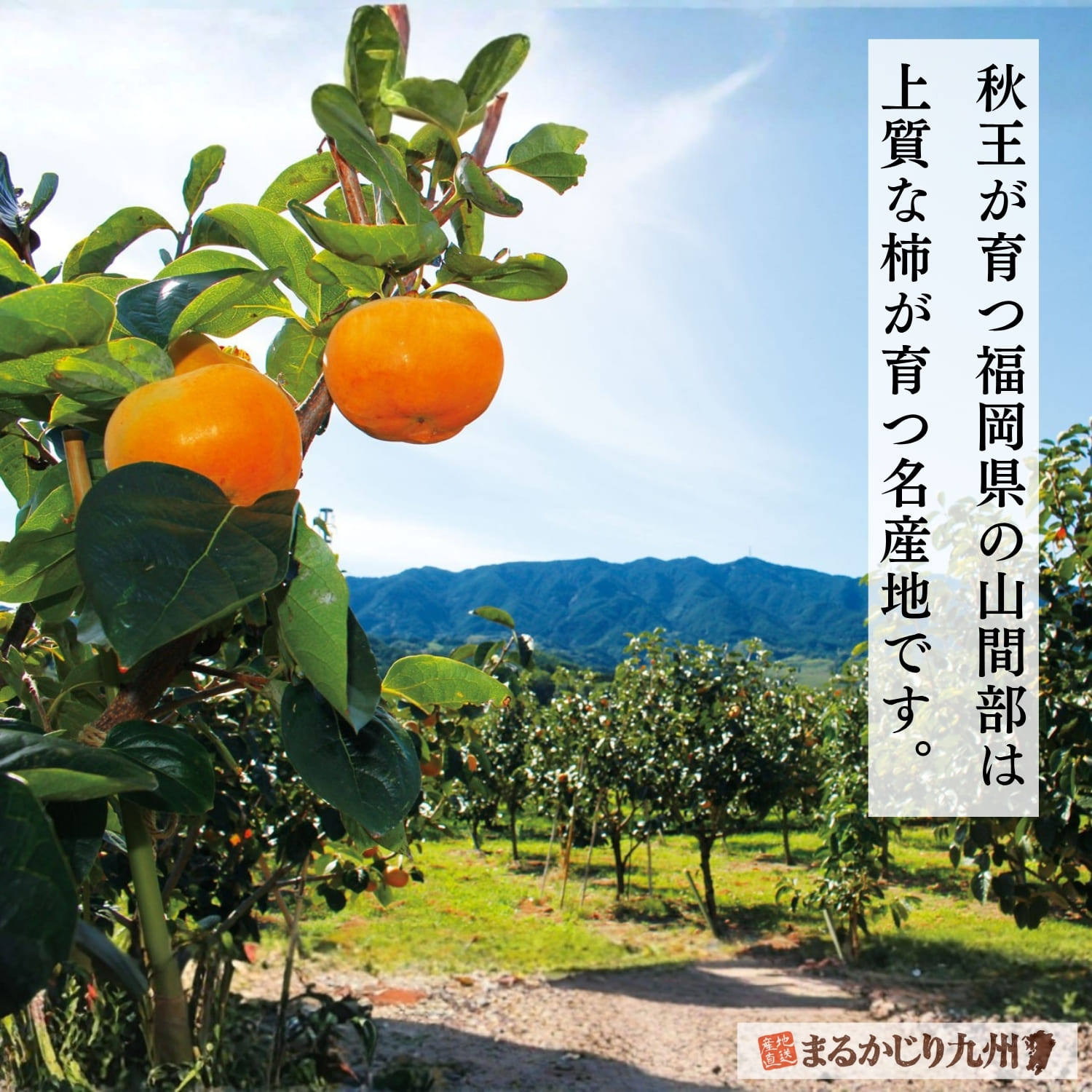 秋王が育つ福岡県の秋らしい自然環境