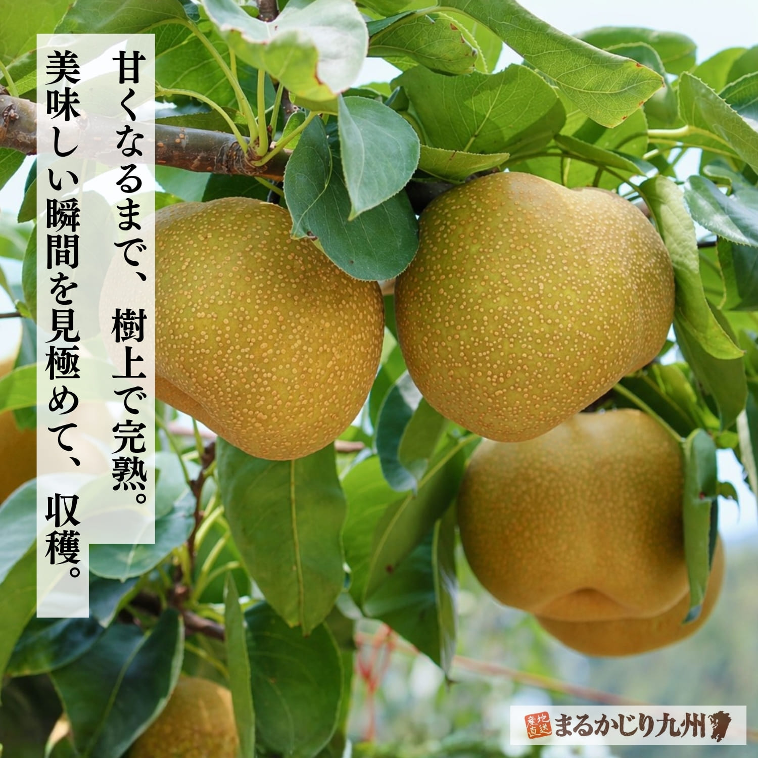 「まるかじり九州」が厳選した、完熟ならではの、濃厚な甘味と程よい酸味、シャクシャクした食感が特徴の“樹上完熟”の「甘梨（あまなし）」。