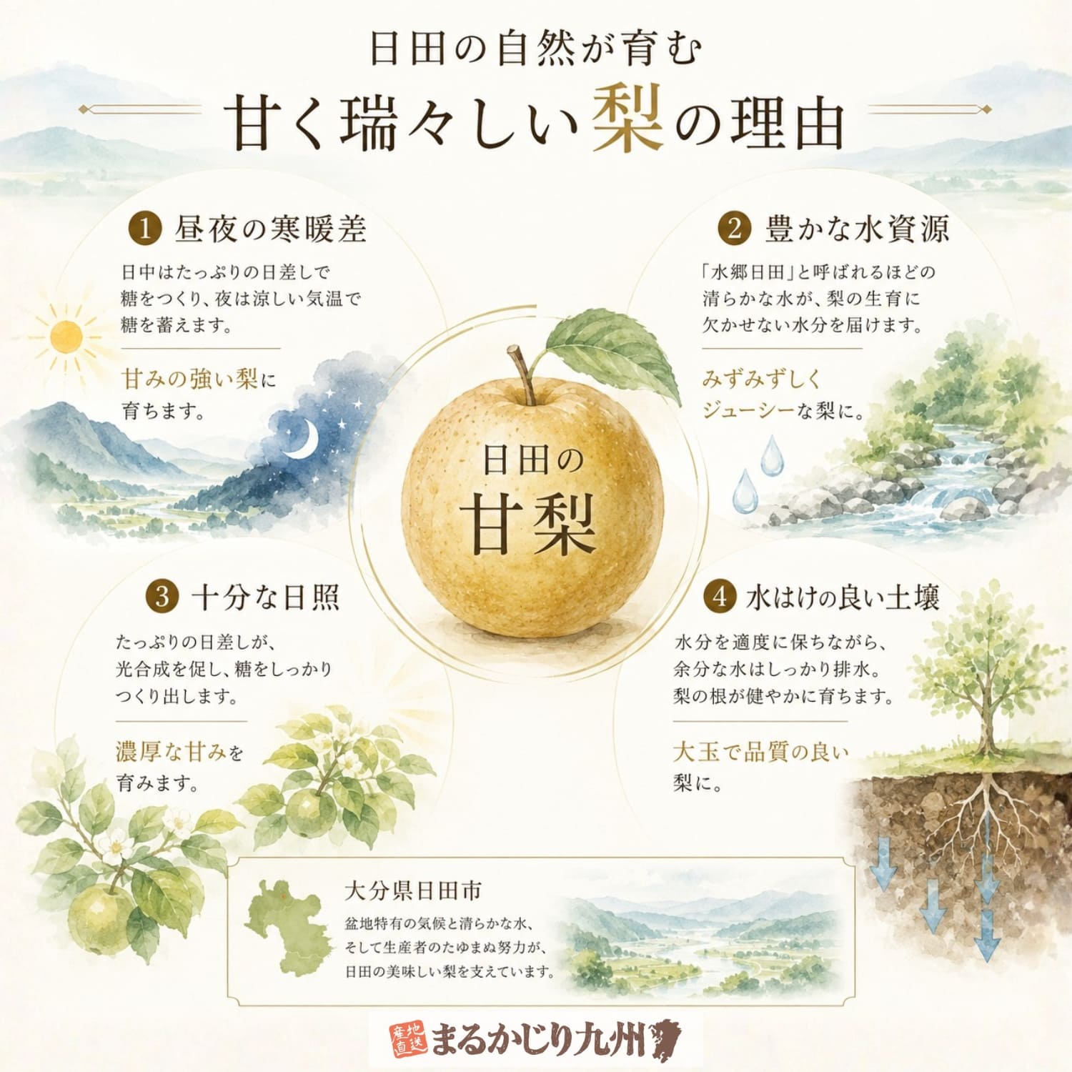日田梨が美味しく育つ理由を解説した図解。盆地の寒暖差、豊富な水資源、日照、水はけの良い土壌が甘く瑞々しい梨を育てます