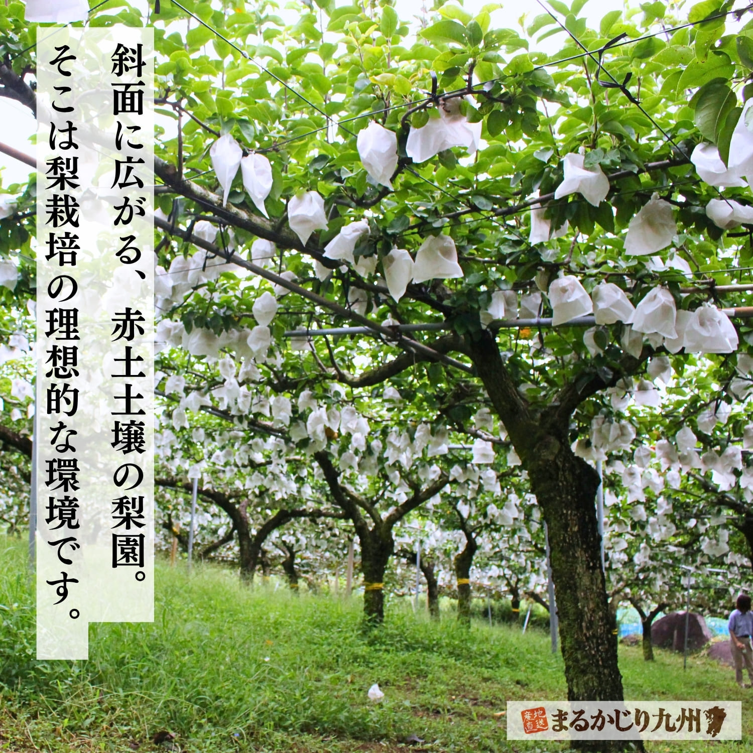 日当たりと水はけに優れた南向きの斜面に広がる判田さんの梨園。