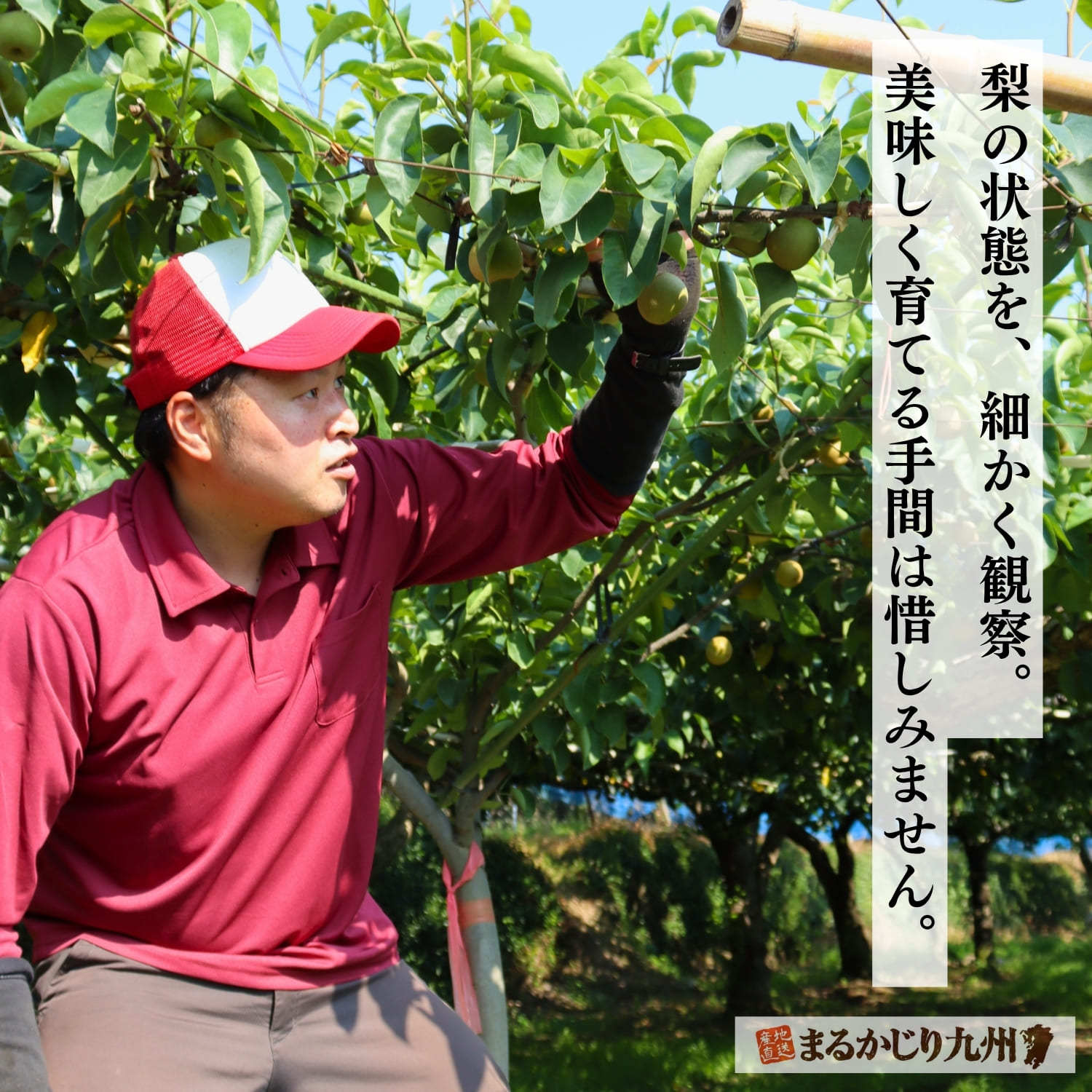 4代続く梨専門農家ならではの知見で、一玉一玉の状態を細かく観察