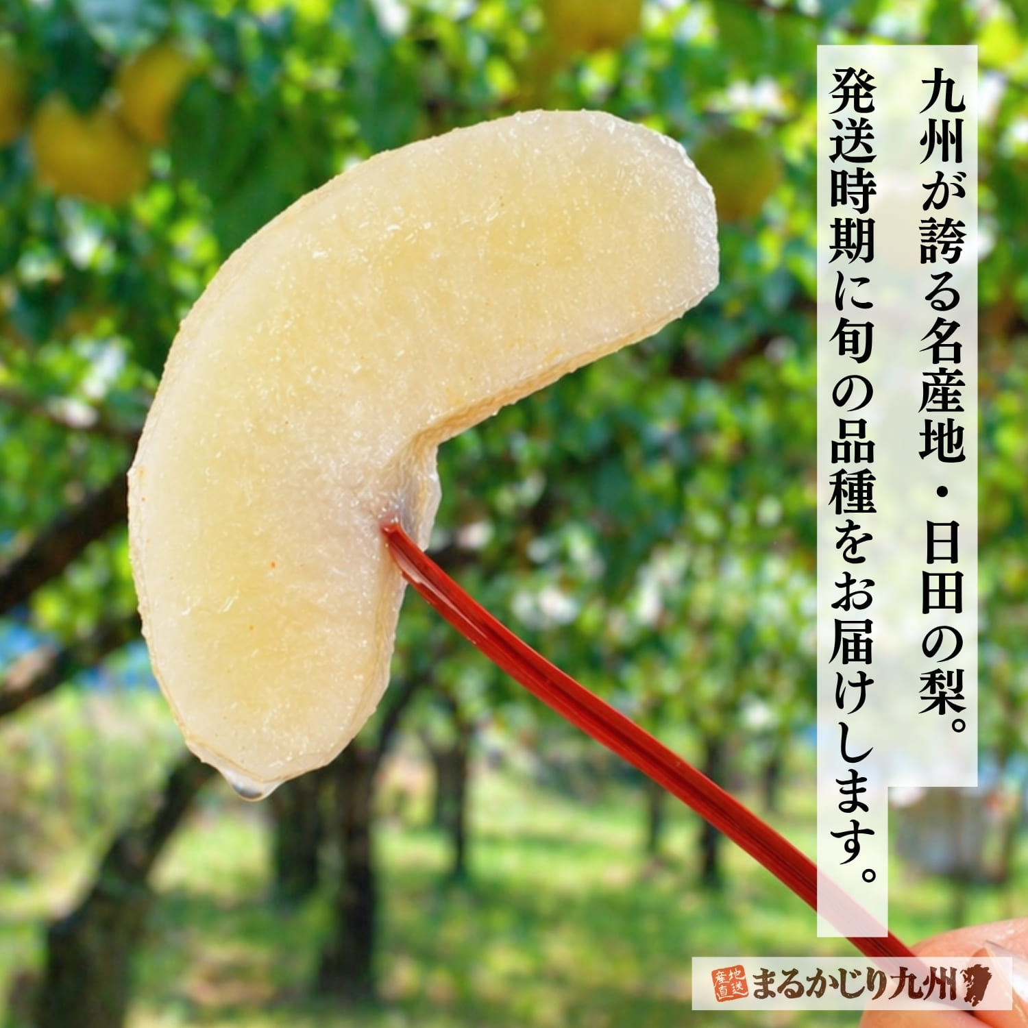 口いっぱいに広がる甘い果汁と、シャリシャリとした小気味よい食感。水郷日田の豊かな自然が育んだ、今が旬の瑞々しい美味しさをお届けします。