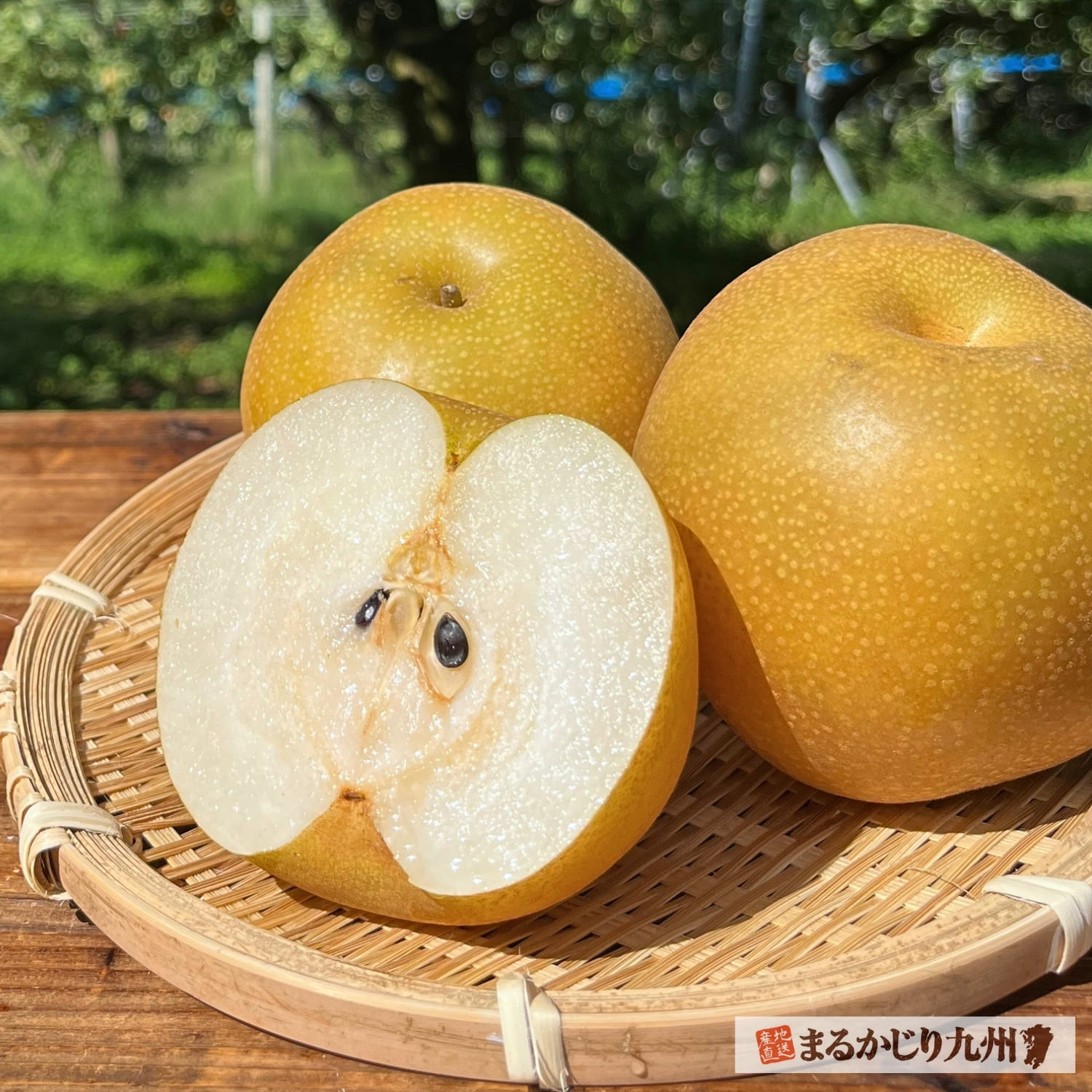 大分県日田地方の梨は、果汁たっぷりの瑞々しさが特徴！濃厚な甘味と程よい酸味、シャクシャクした食感が美味しい甘梨を、今年も産地直送でお届けいたします。