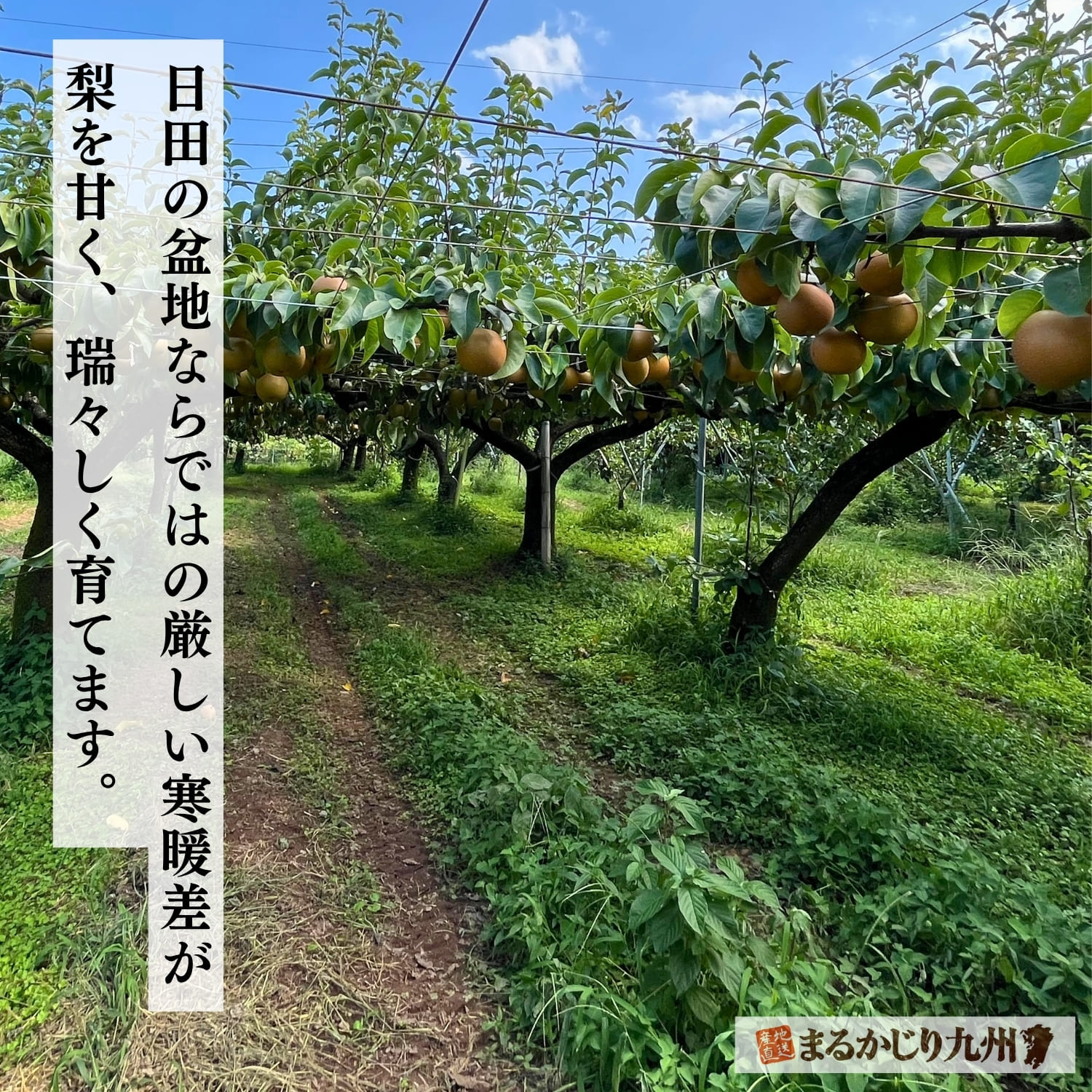 山々に囲まれた盆地にある日田市で美味しい梨が育つ理由は、激しい寒暖差があるから