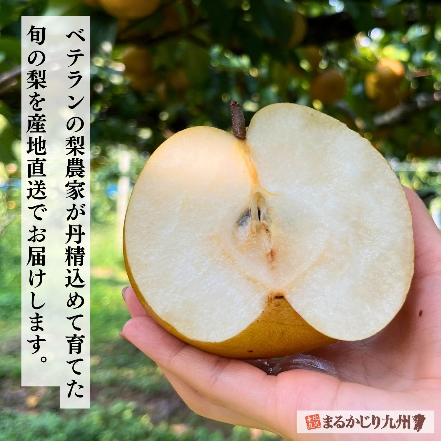 「日田の甘梨」は、代々技術を受け継ぐベテラン農家が丹精込めて育て上げた逸品。市場を通さない直送便だからこそ、最高の状態でお届けできます。
