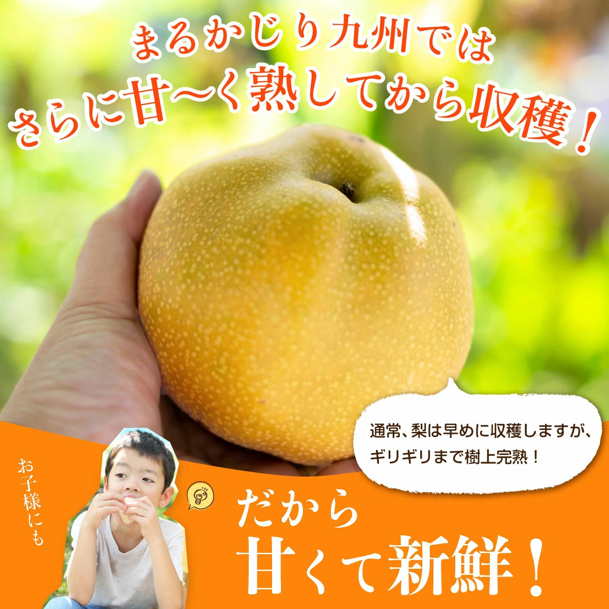 果汁たっぷりの美味しい日本梨は小さなお子様にも大人気！「孫がとっても喜んでくれたからおかわり注文します！」というお声も多く頂きます♪