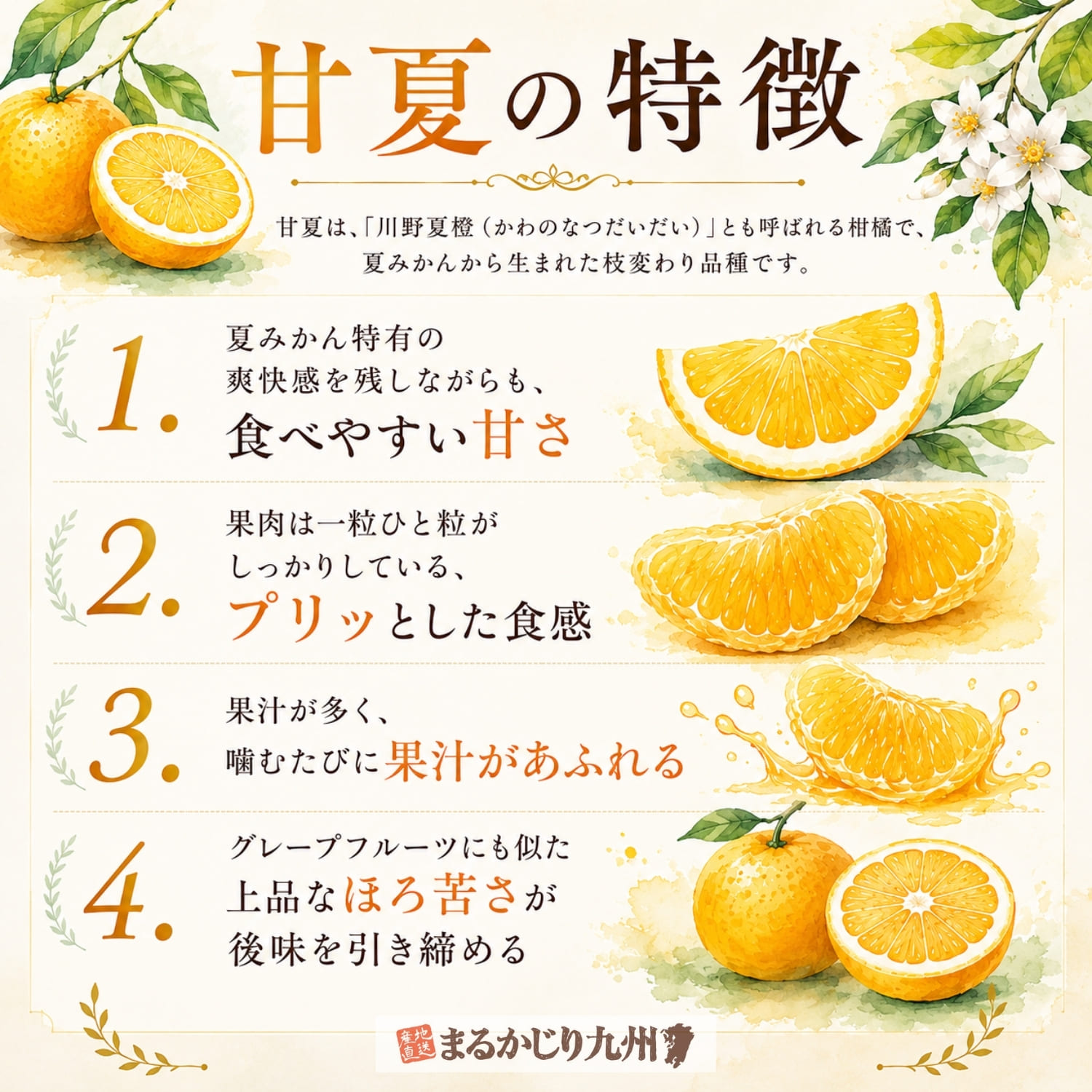 甘夏の特徴をまとめたインフォグラフィック