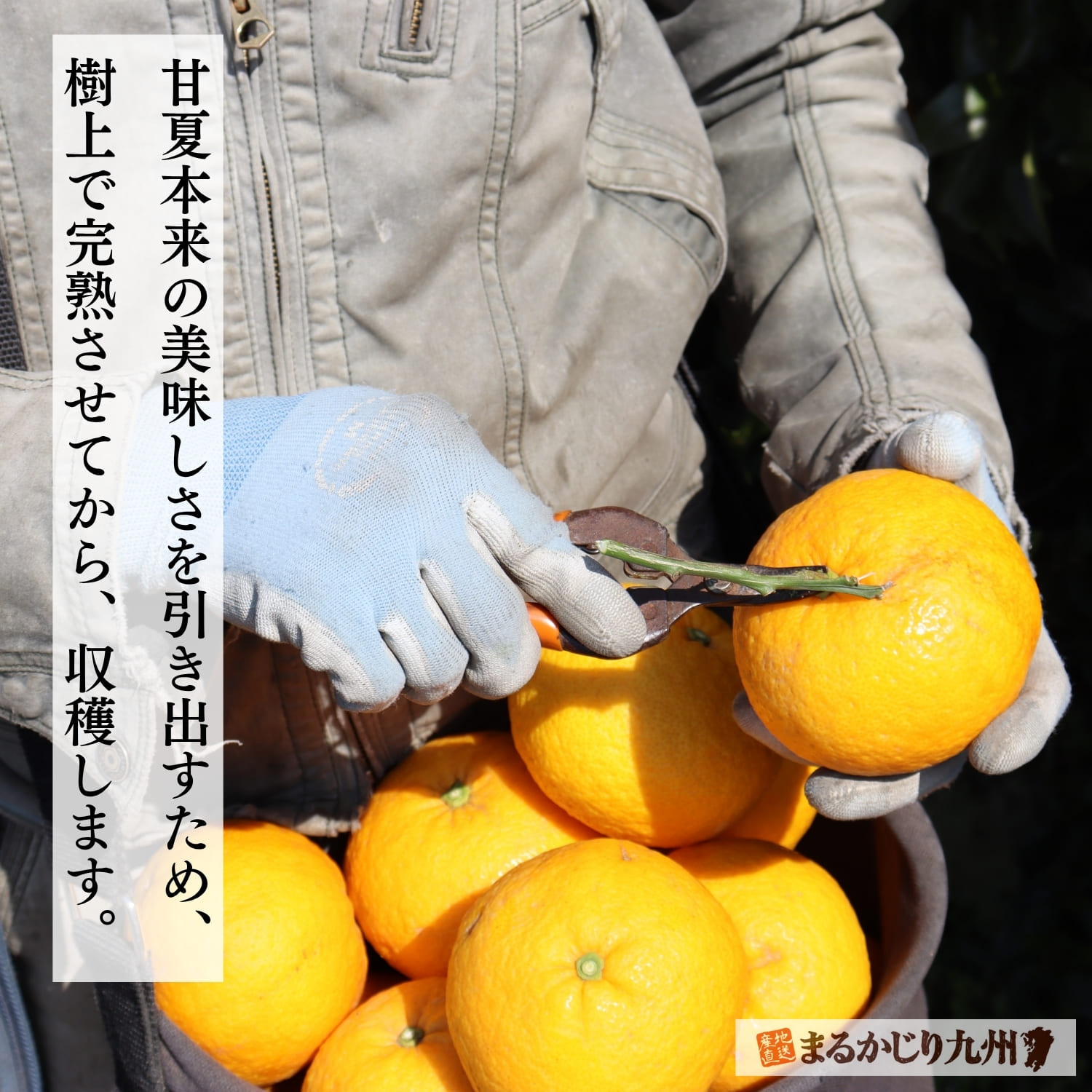 収穫適期を見極めながら甘夏を手摘み収穫する様子