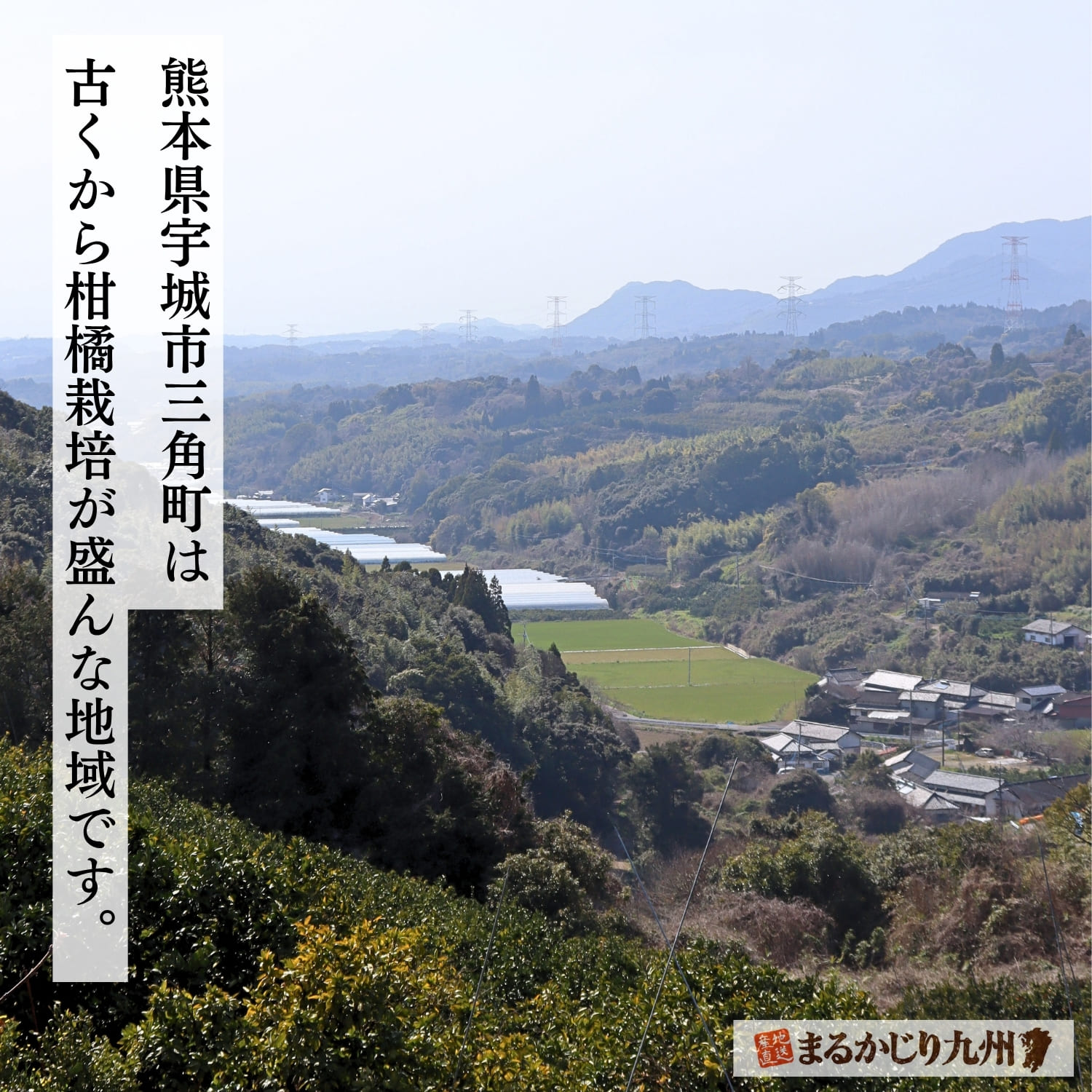 不知火海を望む熊本県三角の甘夏畑