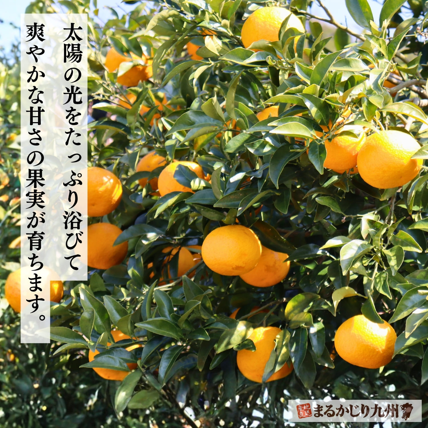 旬を迎えた甘夏が実る果樹園