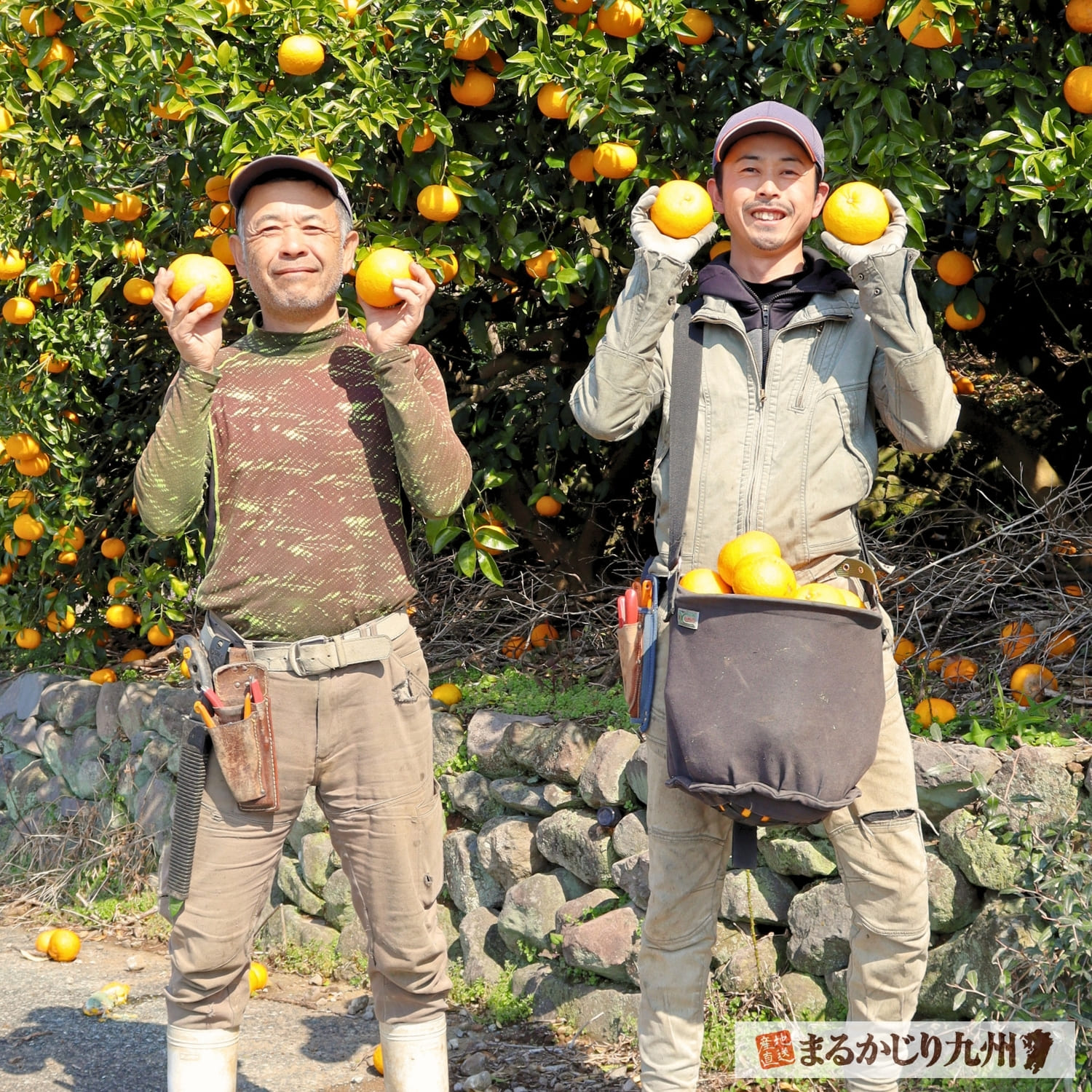 熊本県三角町で甘夏を育てる高橋果樹園の生産者
