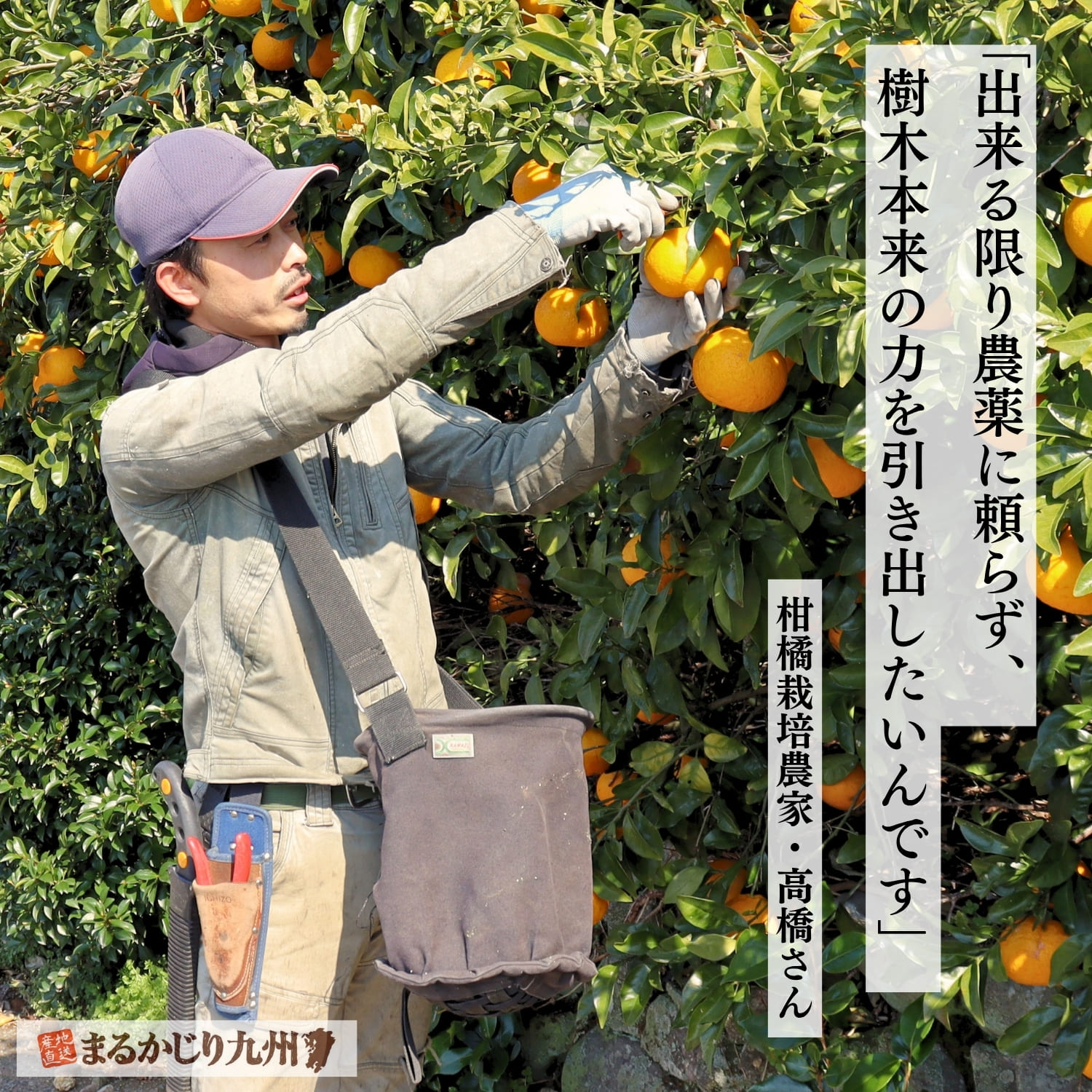 甘夏畑で管理作業を行う高橋果樹園の生産者