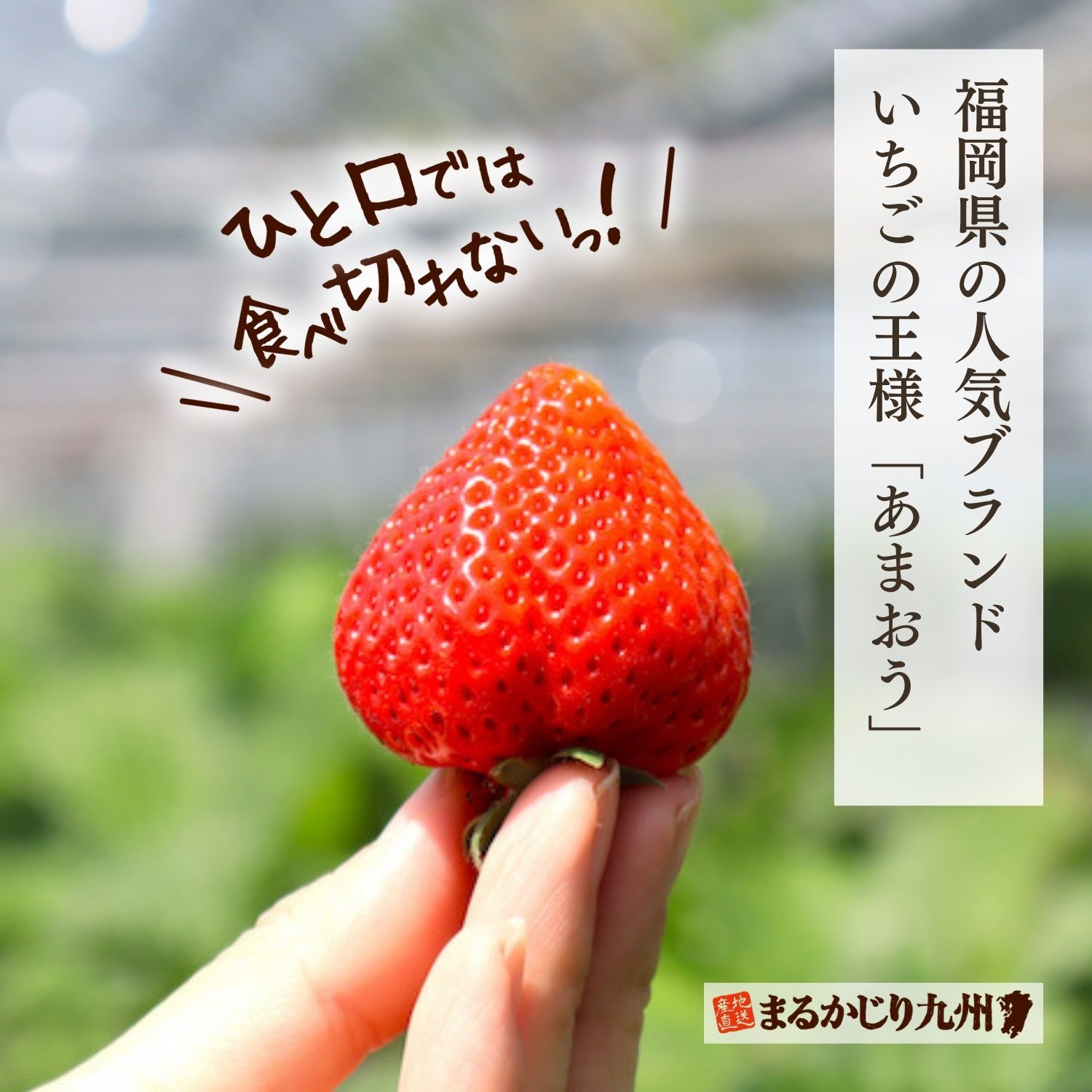 一粒一粒、熟度を見極めた『あまおう』だけを厳選しました