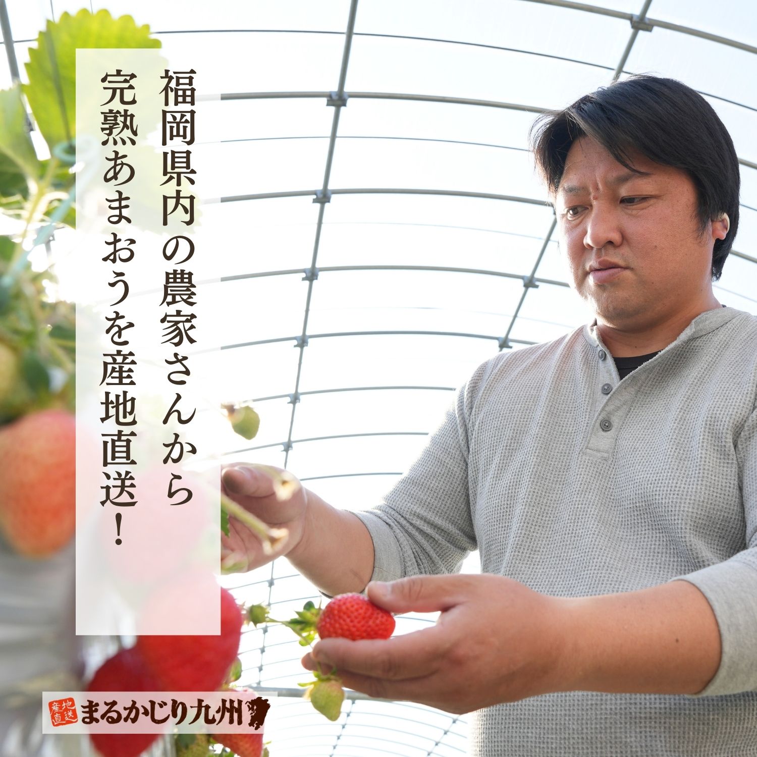 福岡県でのみ栽培されるブランドいちご「あまおう」。県内での販売も割合高めの価格で販売されることが多い逸品です。