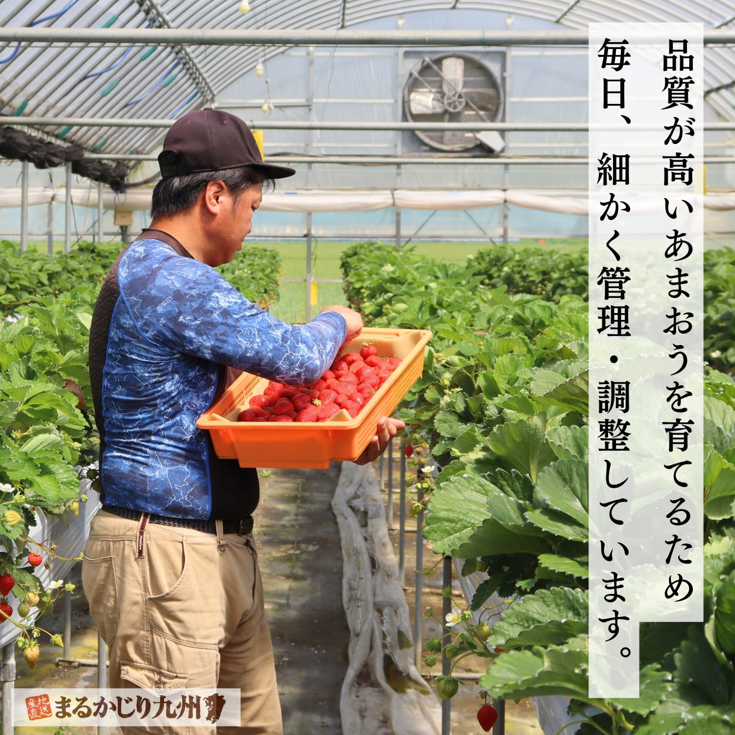 福岡県であまおうイチゴを栽培する契約農家