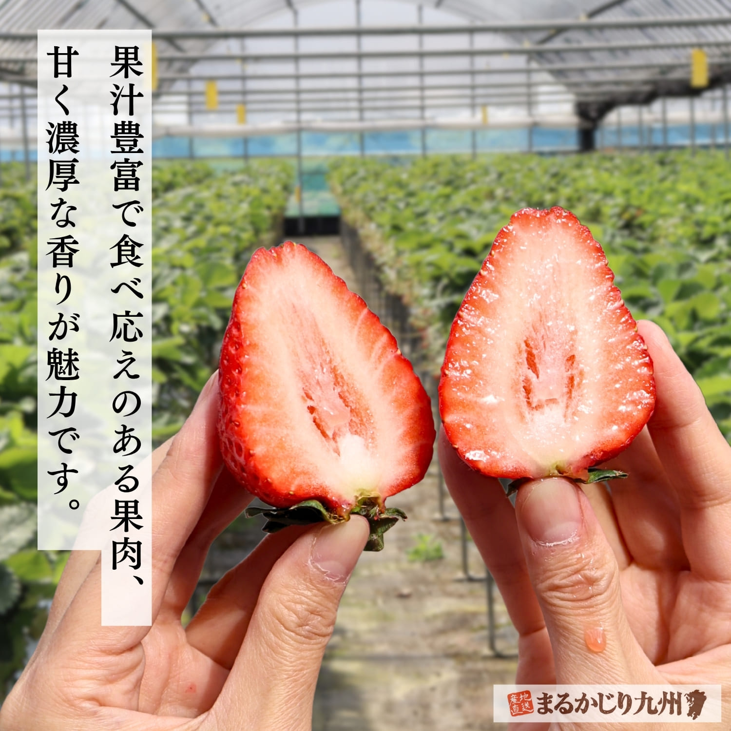 福岡県産ブランドいちご「あまおう」