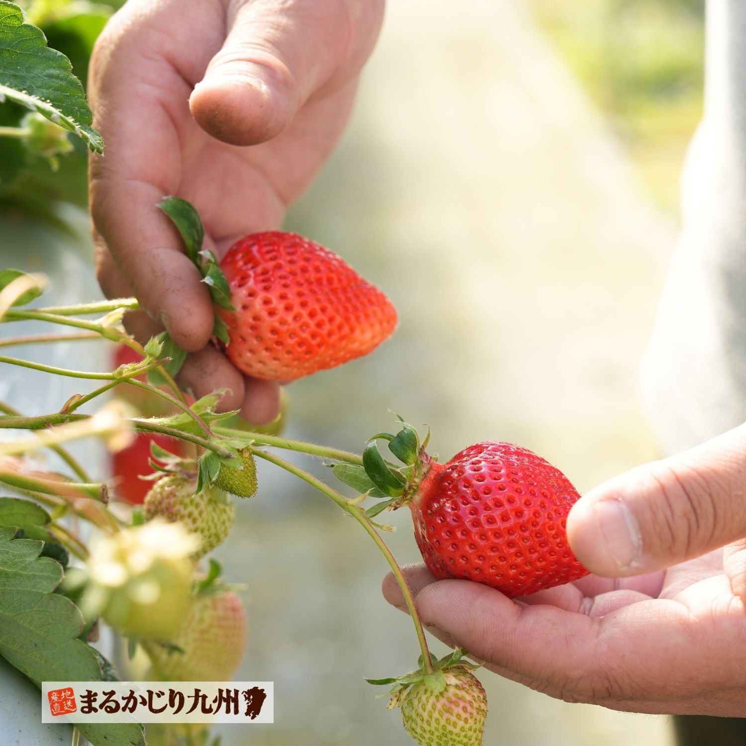 果汁がたっぷりでジューシーなあまおう苺