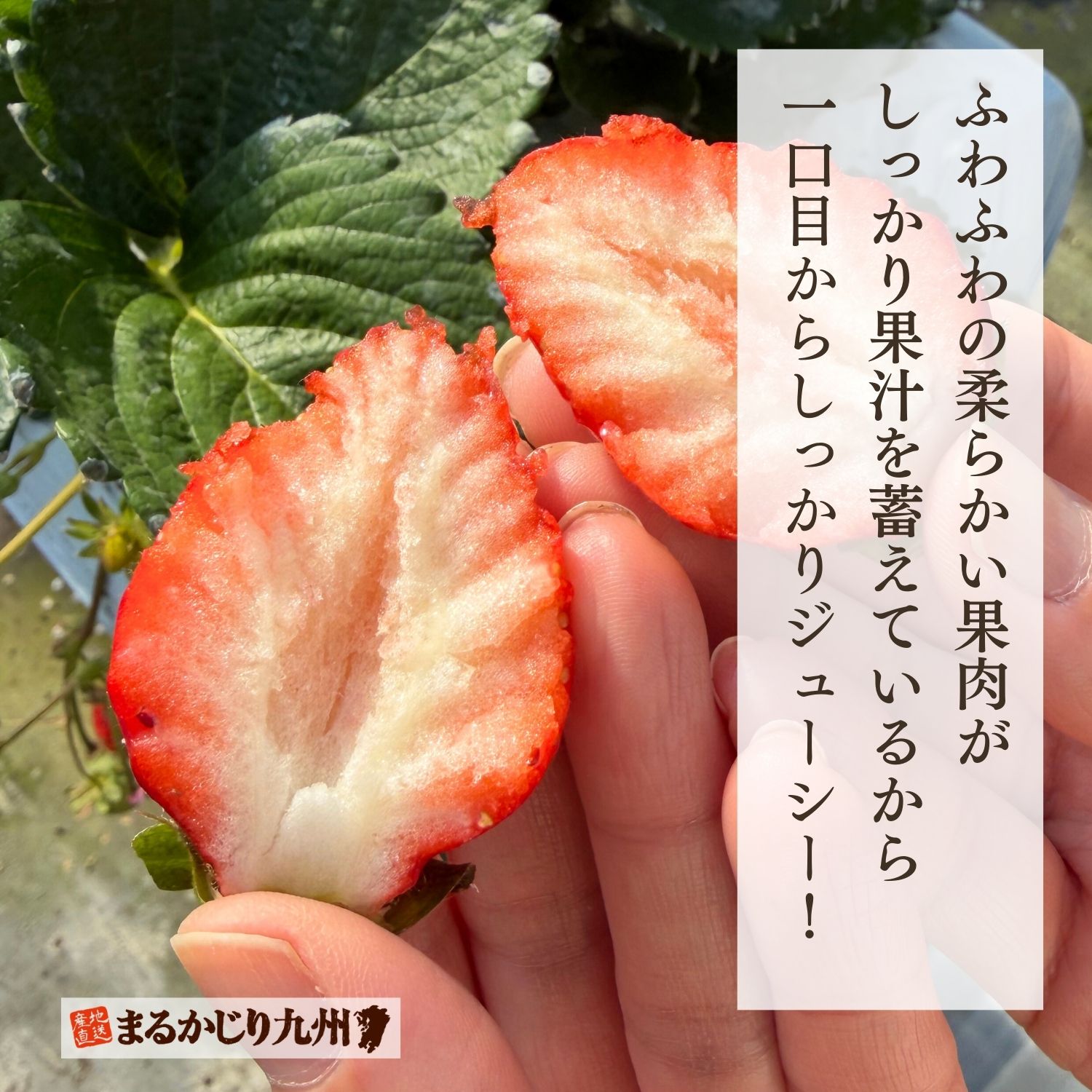 ふわふわの果肉がしっかり果汁を蓄えているから一口目からジューシー