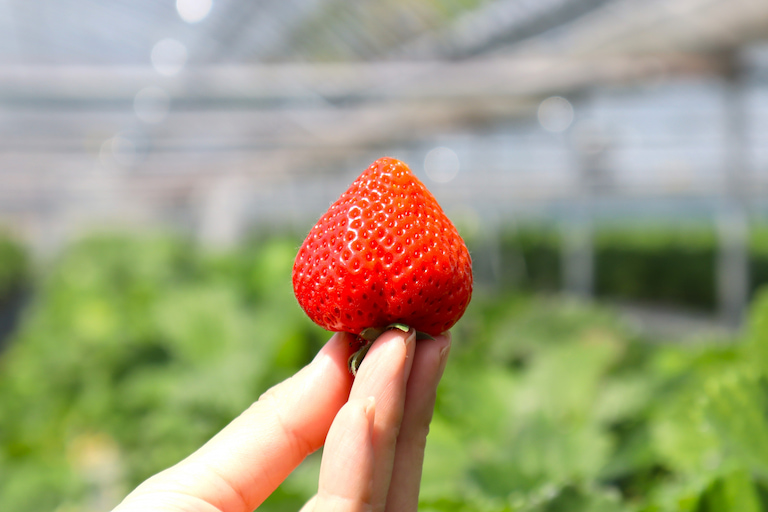 福岡県でのみ栽培されるブランドいちご「あまおう」。県内での販売も割合高めの価格で販売されることが多い人気品種です。