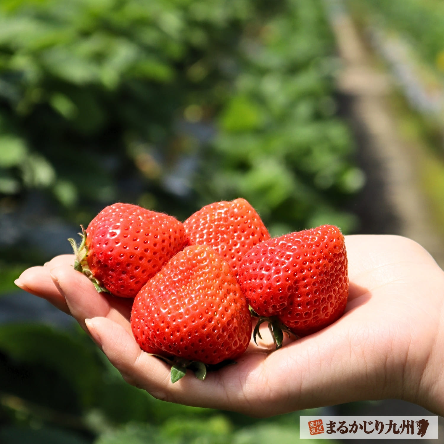 福岡県で収穫された完熟あまおうイチゴ