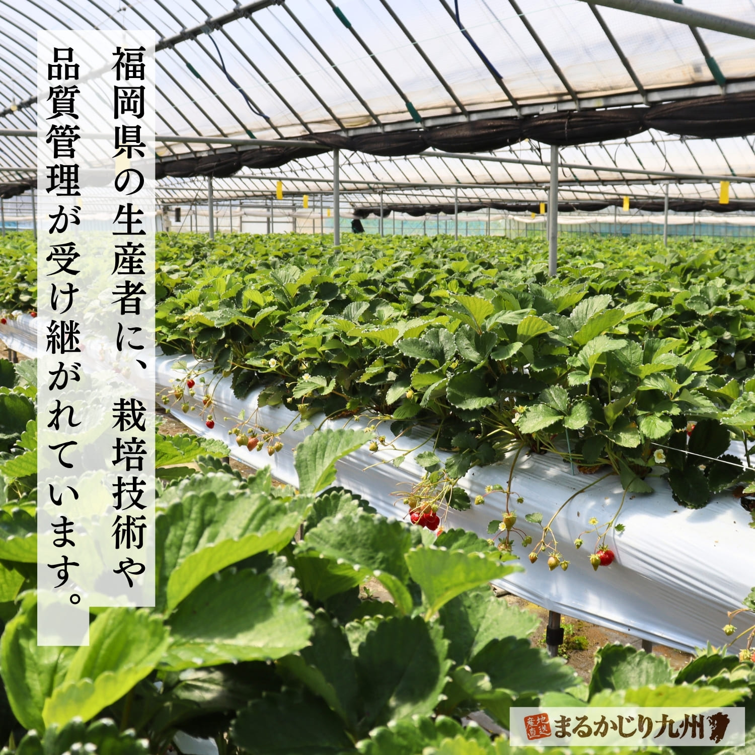 福岡県の豊かな自然に囲まれたあまおうの産地風景