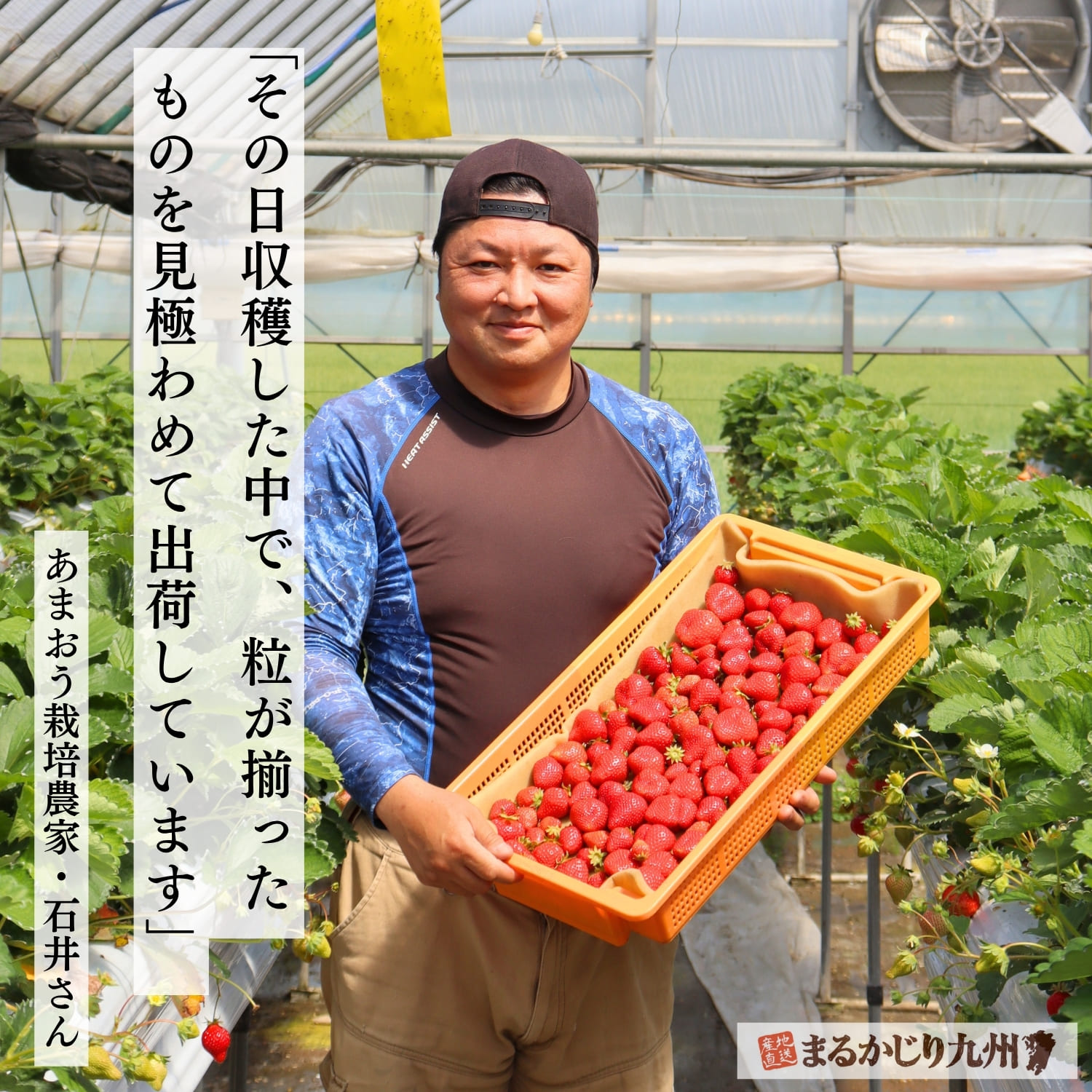 あまおうを持つ契約農家の石井さん