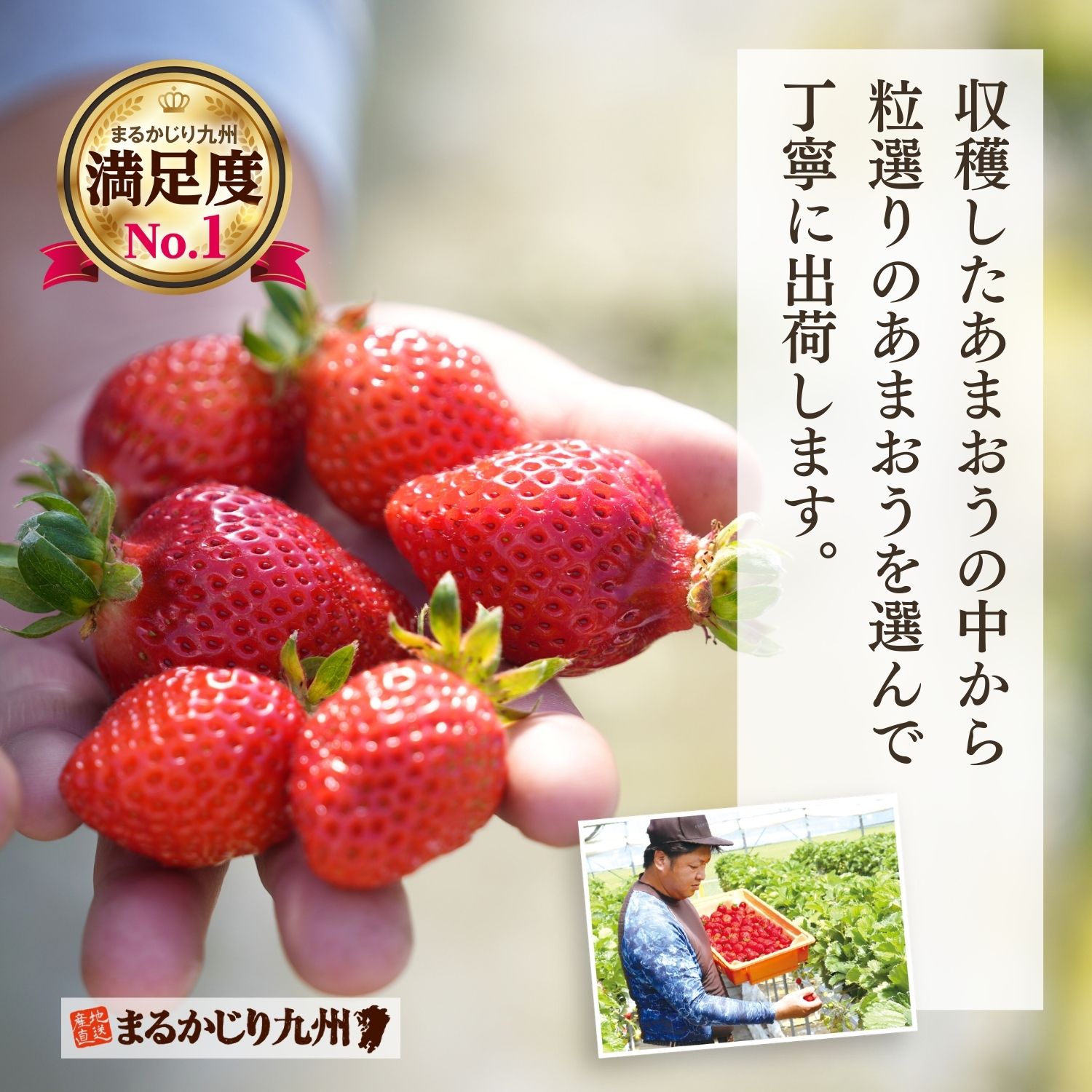 美味しくって体にも良い旬の苺を毎日の健康に、ぜひ取り入れてみてください。