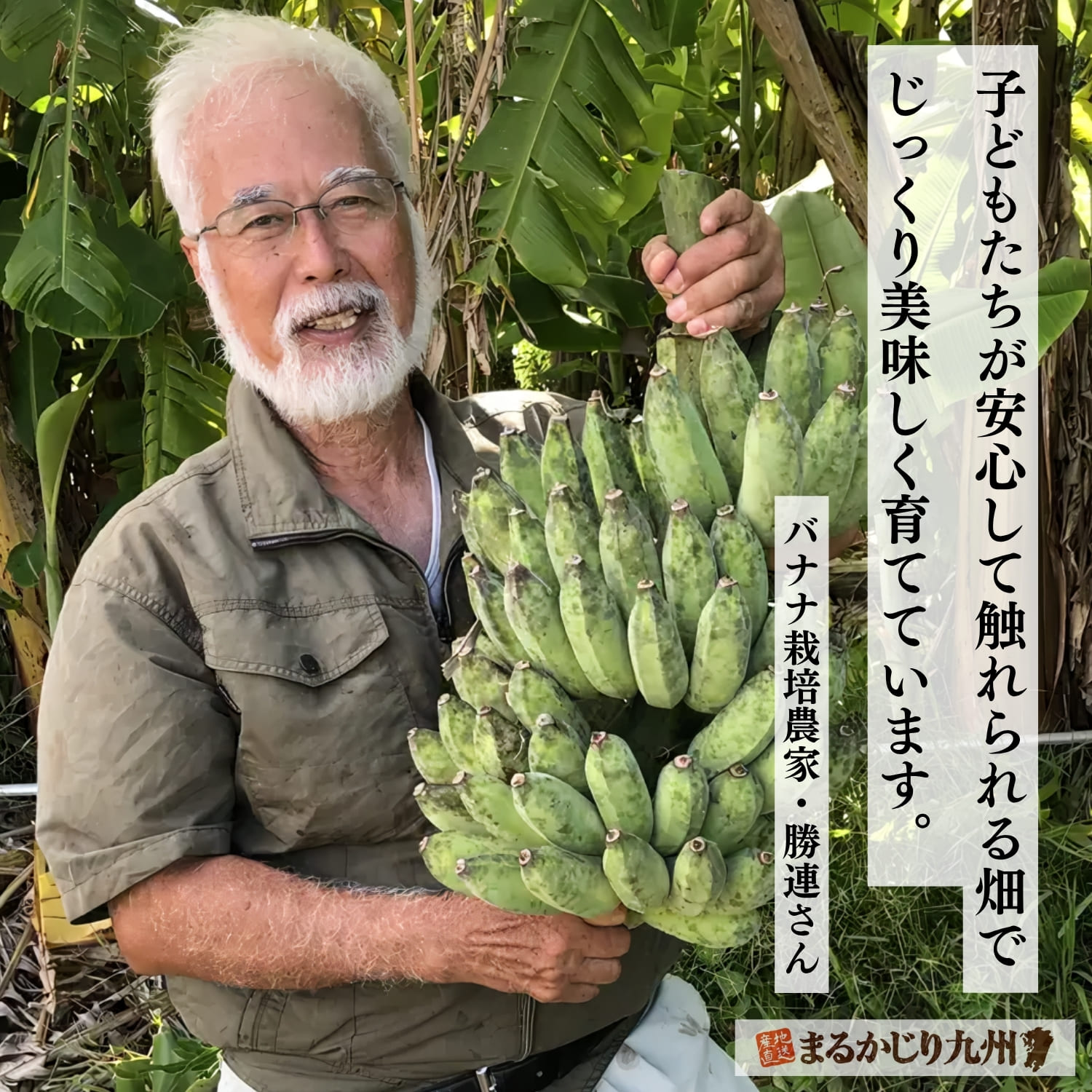 沖縄のバナナ農園でアップルバナナを栽培する農家の勝連さん