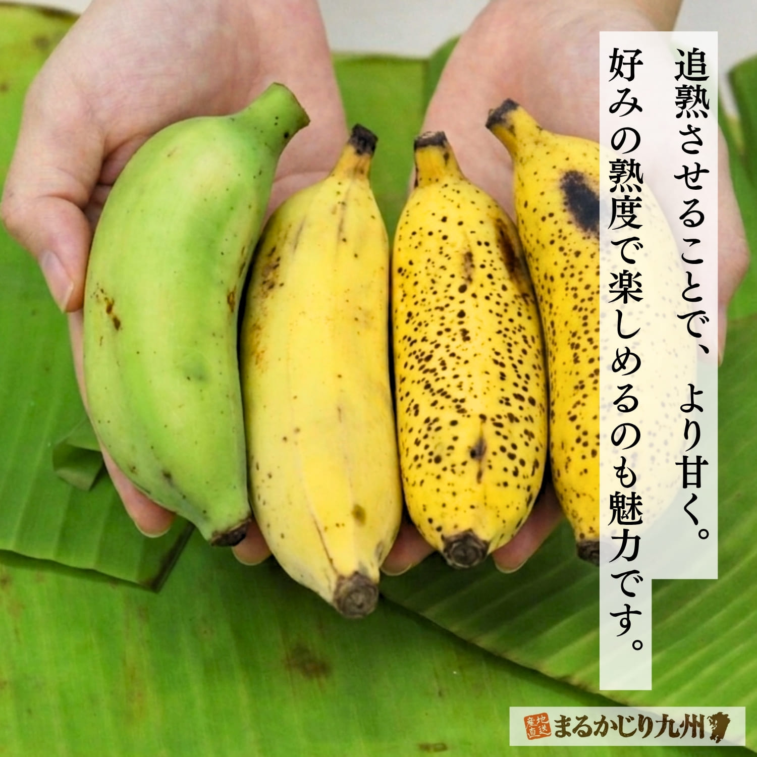 追熟によって変化するアップルバナナの味わい