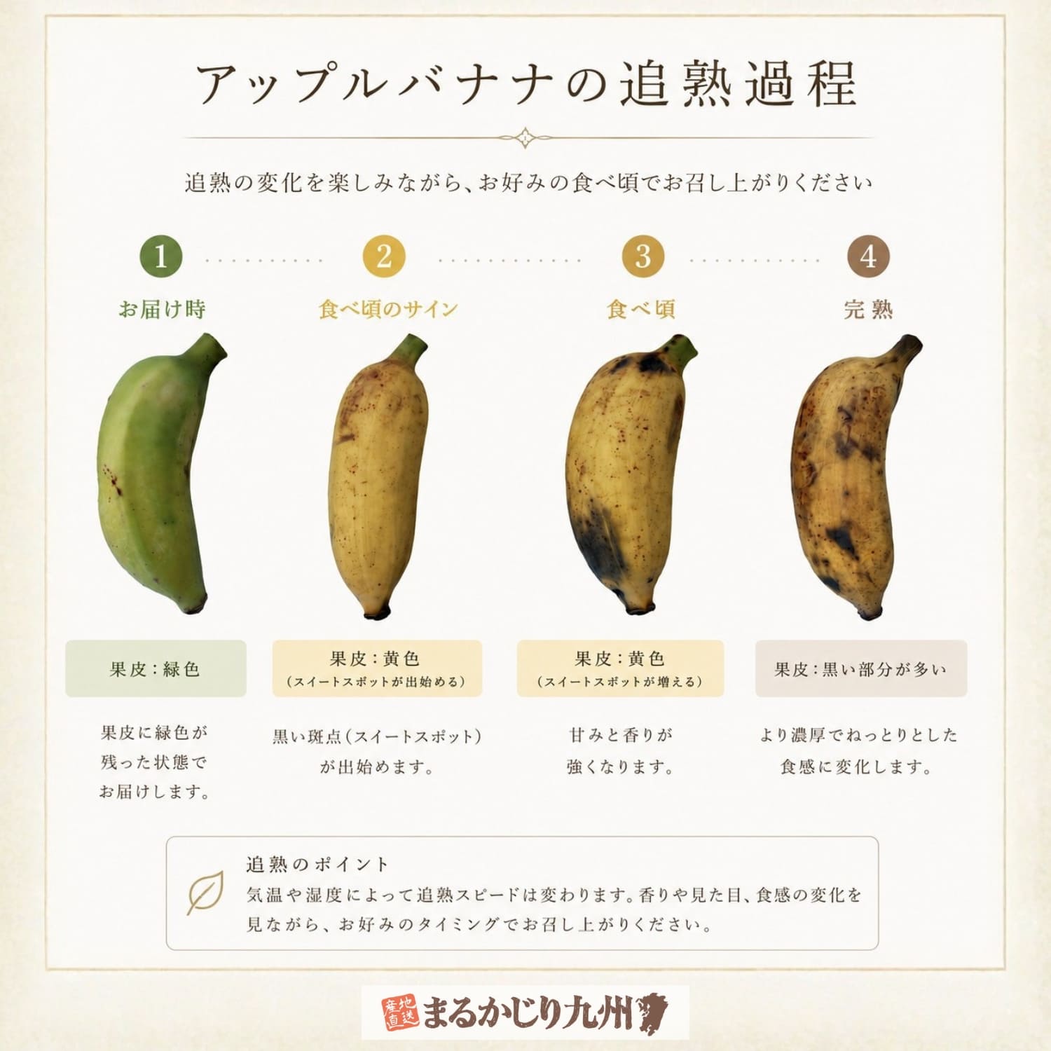 アップルバナナのお届け時と食べ頃の目安