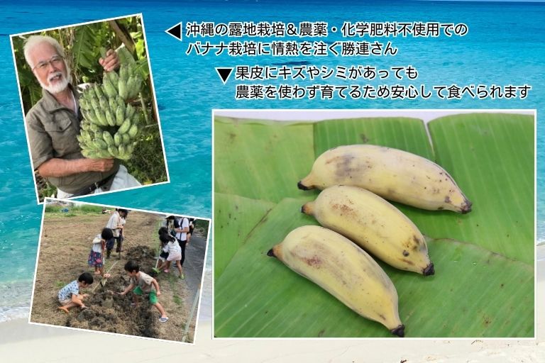 自然豊かな沖縄の大地で農薬に頼らず育て上げました