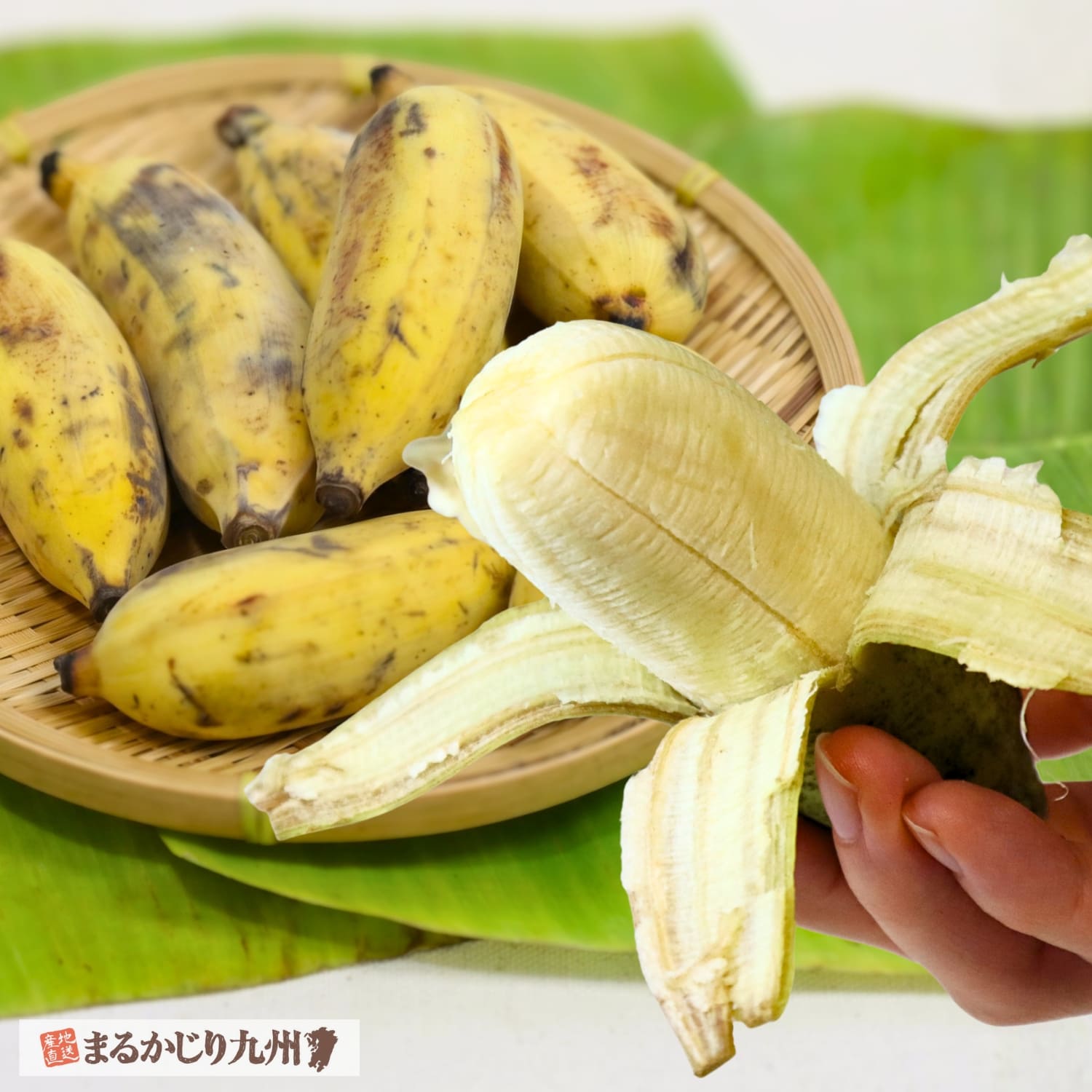 沖縄県より産地直送で届く希少な国産アップルバナナ