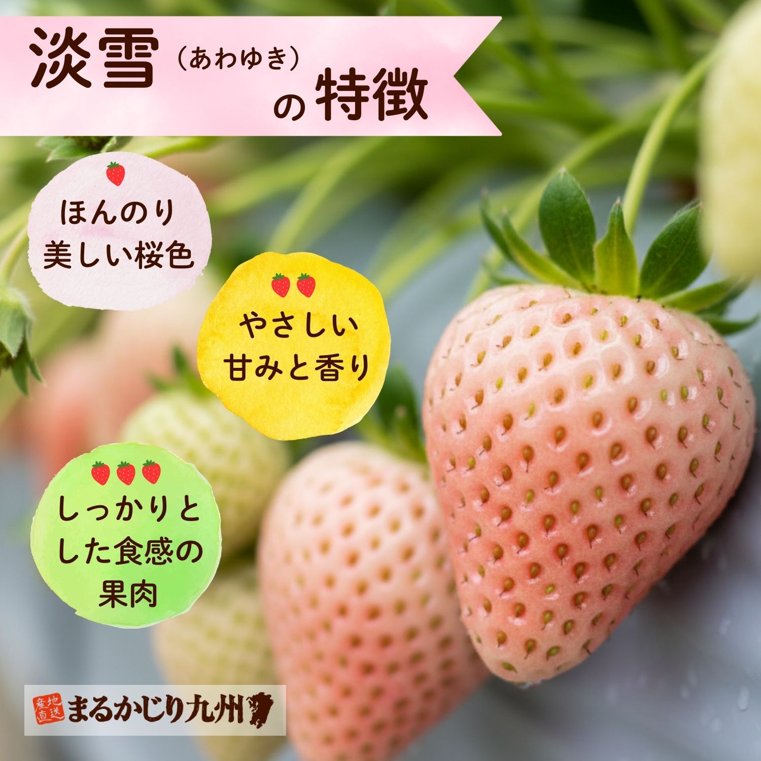 「淡雪」は、酸味が少なくやさしい甘みが特徴の白いちごです。