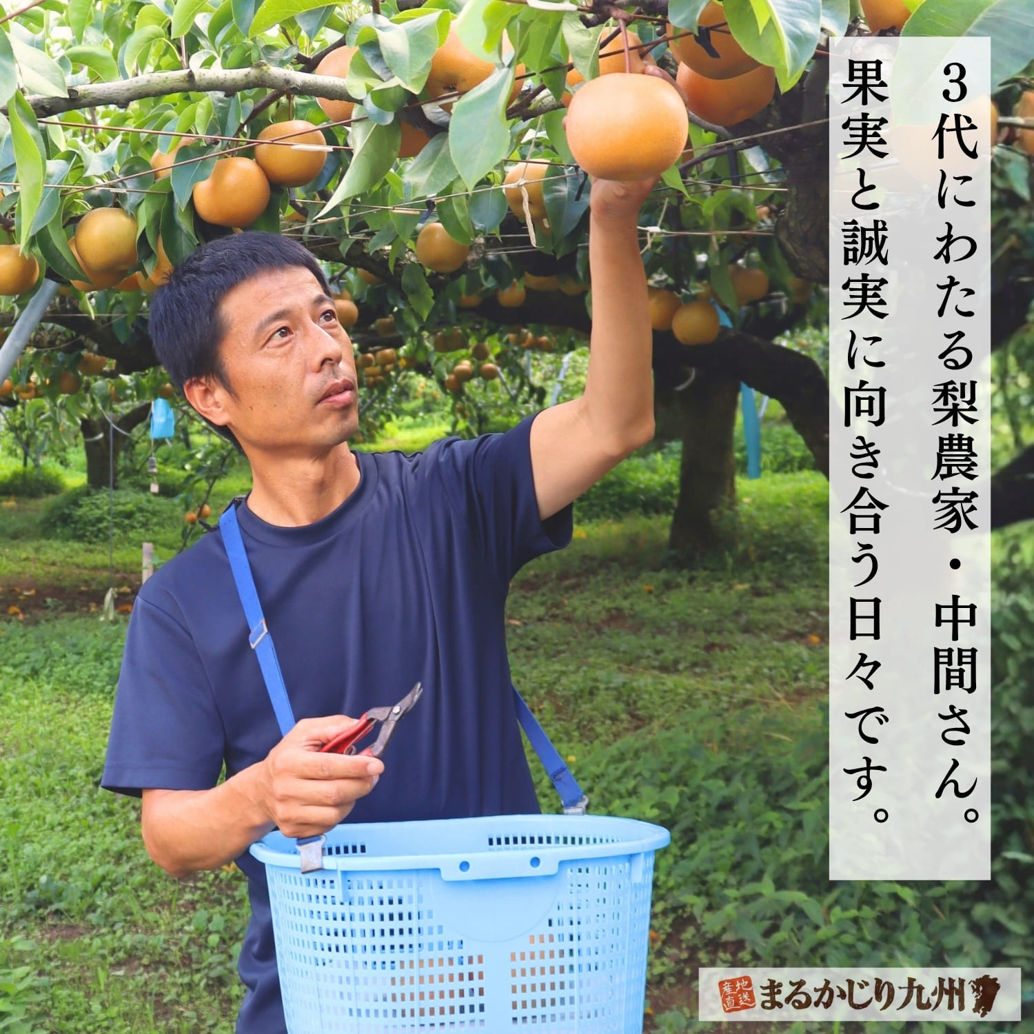 大分県日田市で大玉晩秋梨を育てる梨農家の中間朋海さん
