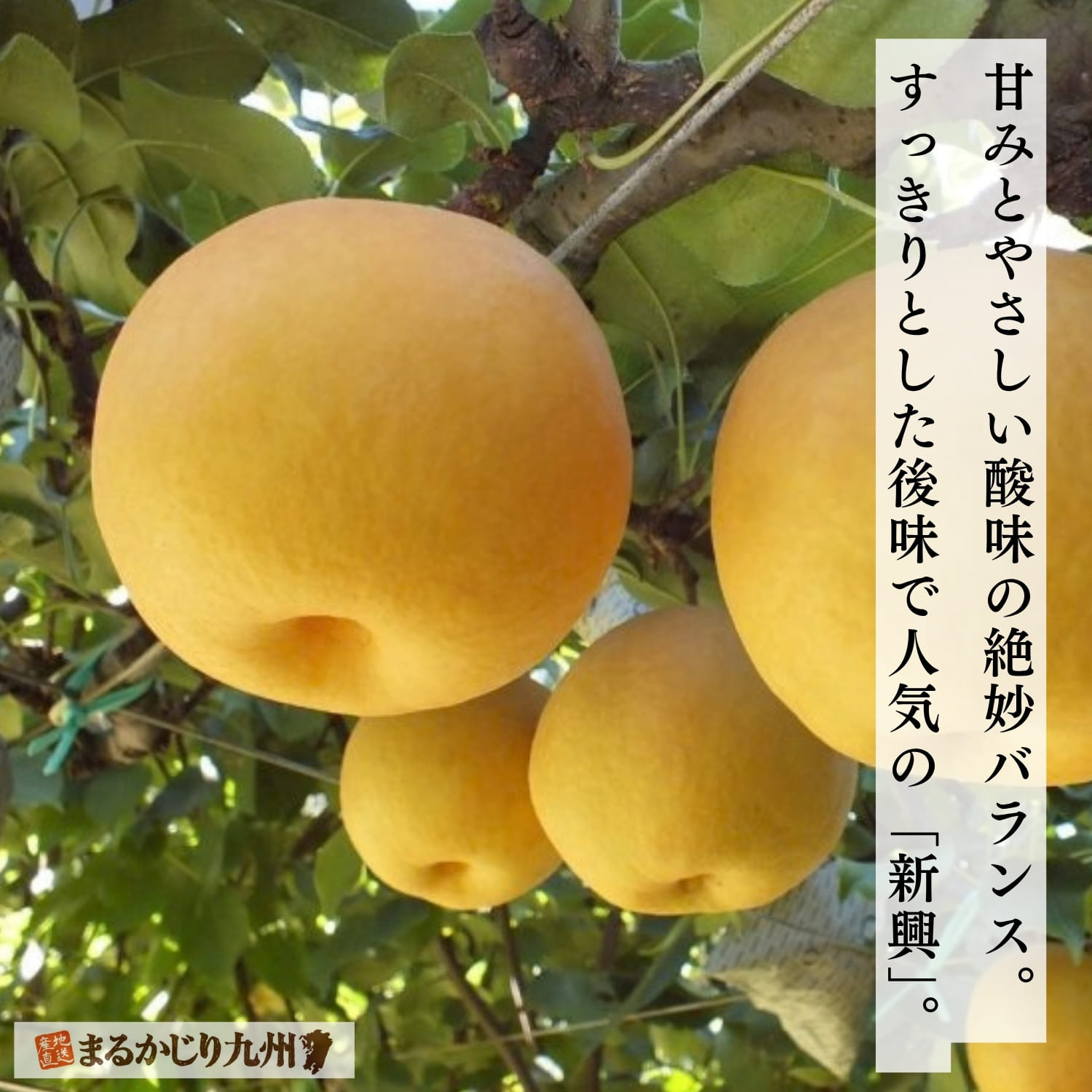 梨畑で木になっている新興梨。大きく実った新興梨が枝に実っている様子