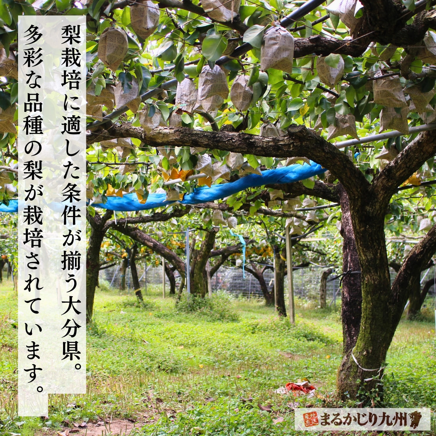 大分県日田市の梨園。秋の終盤まで梨を育てる産地
