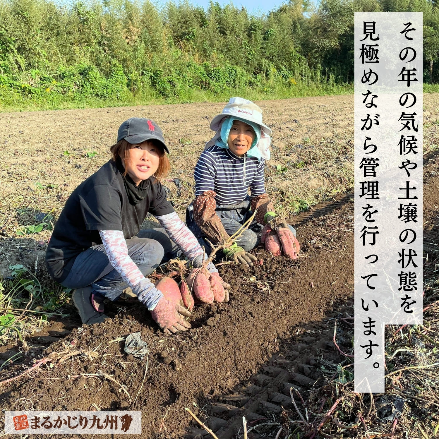 鹿児島県で紅はるかを栽培する契約農家