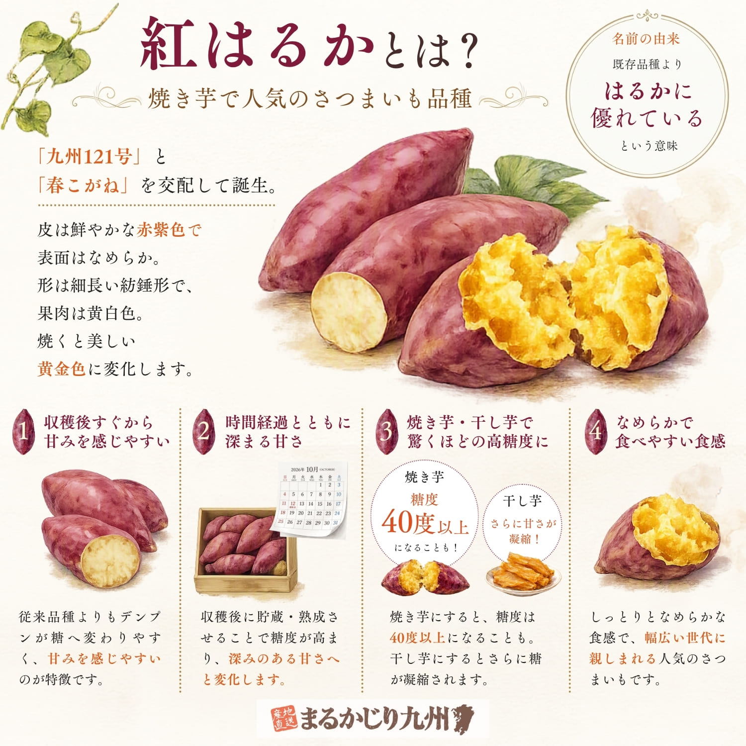 紅はるかの特徴を紹介するインフォグラフィック