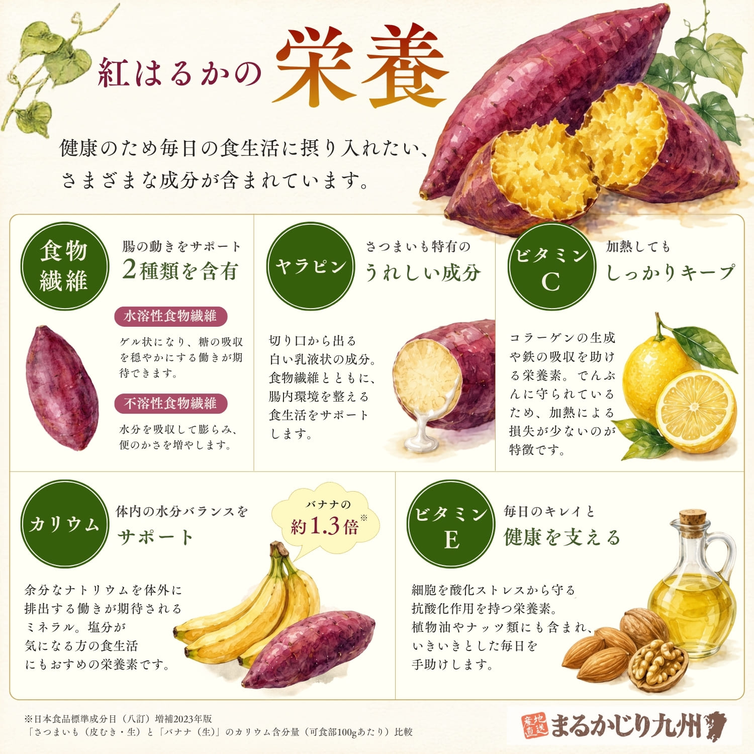 紅はるかに含まれる栄養素を紹介したインフォグラフィック