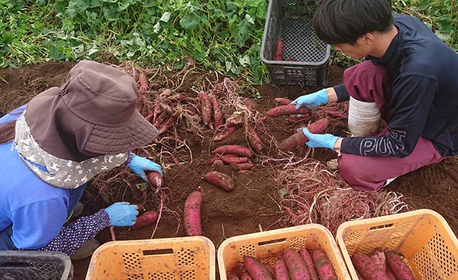 収穫作業中の永田さん。美味しい糖匠「紅蜜いも」をお届けするために、丁寧な作業が続けられています。