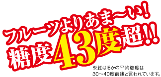 フルーツよりあま〜い!糖度43度超!!