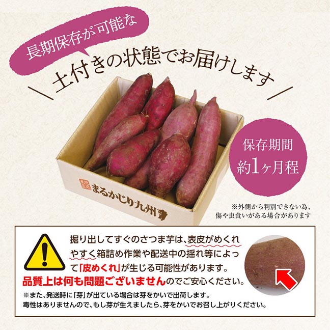 産地直送　鹿児島産の甘いサツマイモ・紅はるかから選りすぐりをお届け！　まるかじり九州