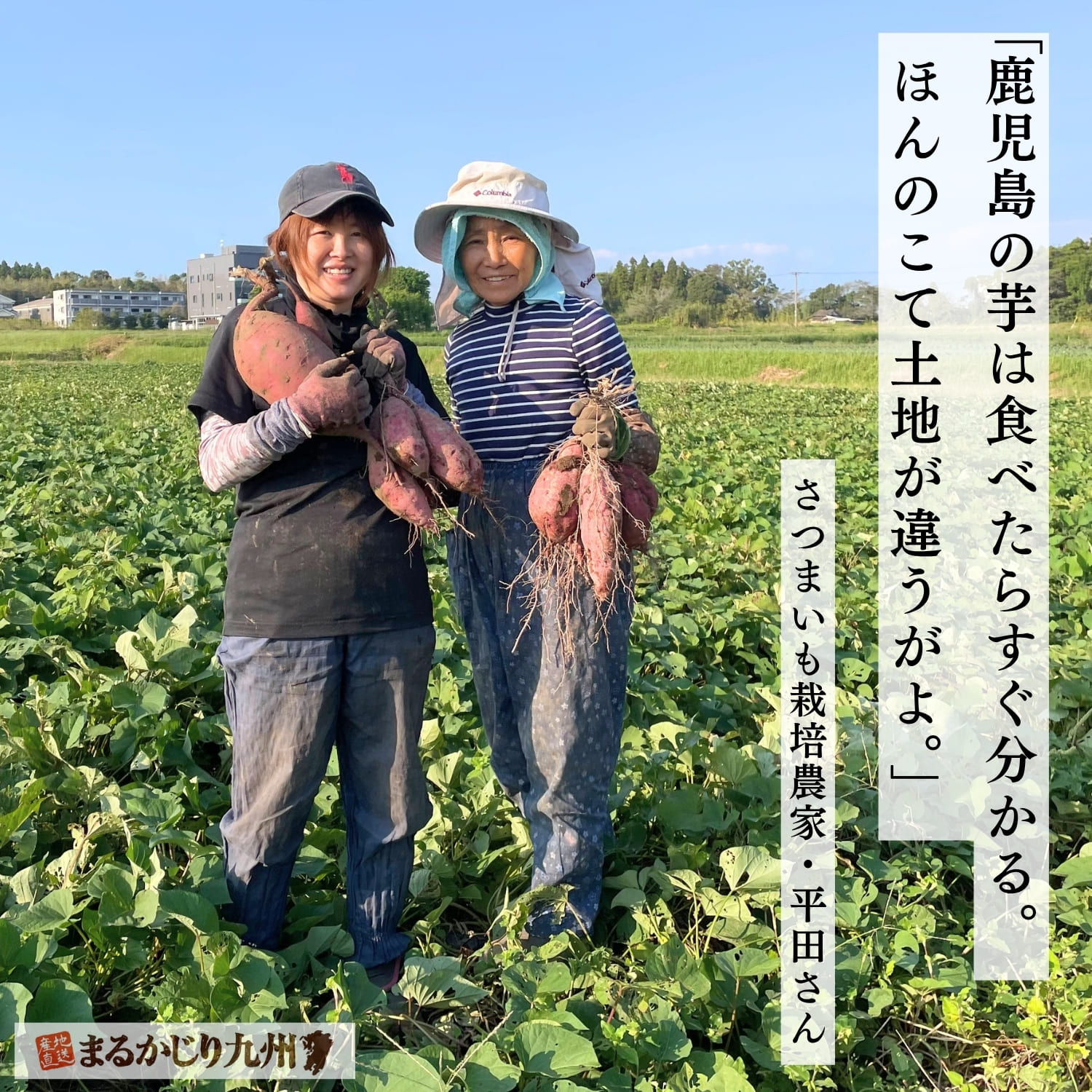 鹿児島県で紅はるかを育てる契約農家 平田さん