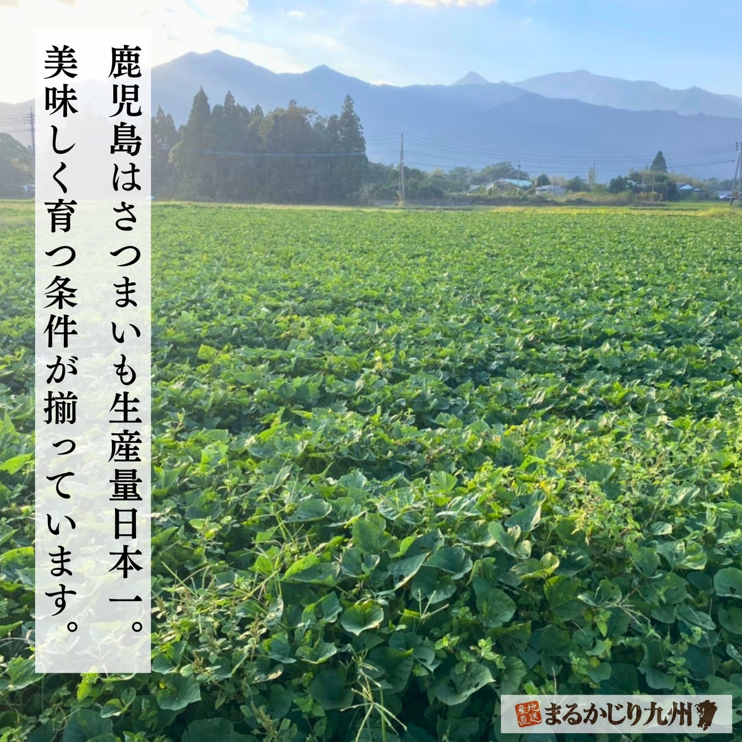 鹿児島県のシラス台地で育つ紅はるかの産地風景