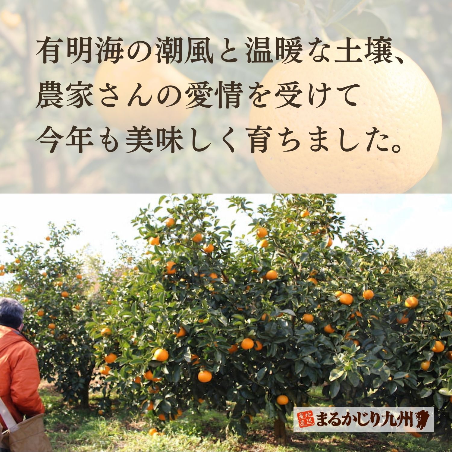 東京ドーム7個分の広大な畑に植えられている果樹の健康状態を、くまなくチェックしています。