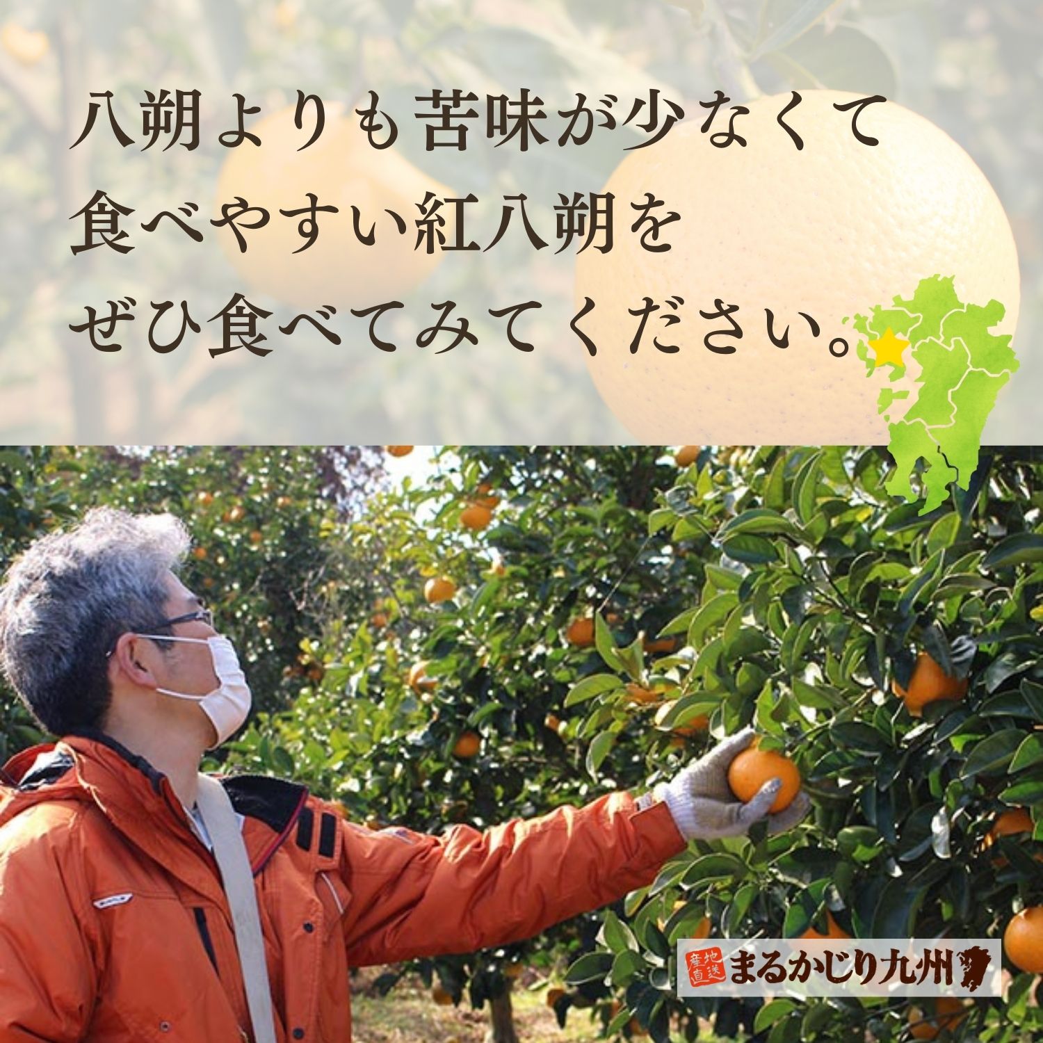 紅八朔の状態に目を光らせる、栽培責任者の宮本さん。